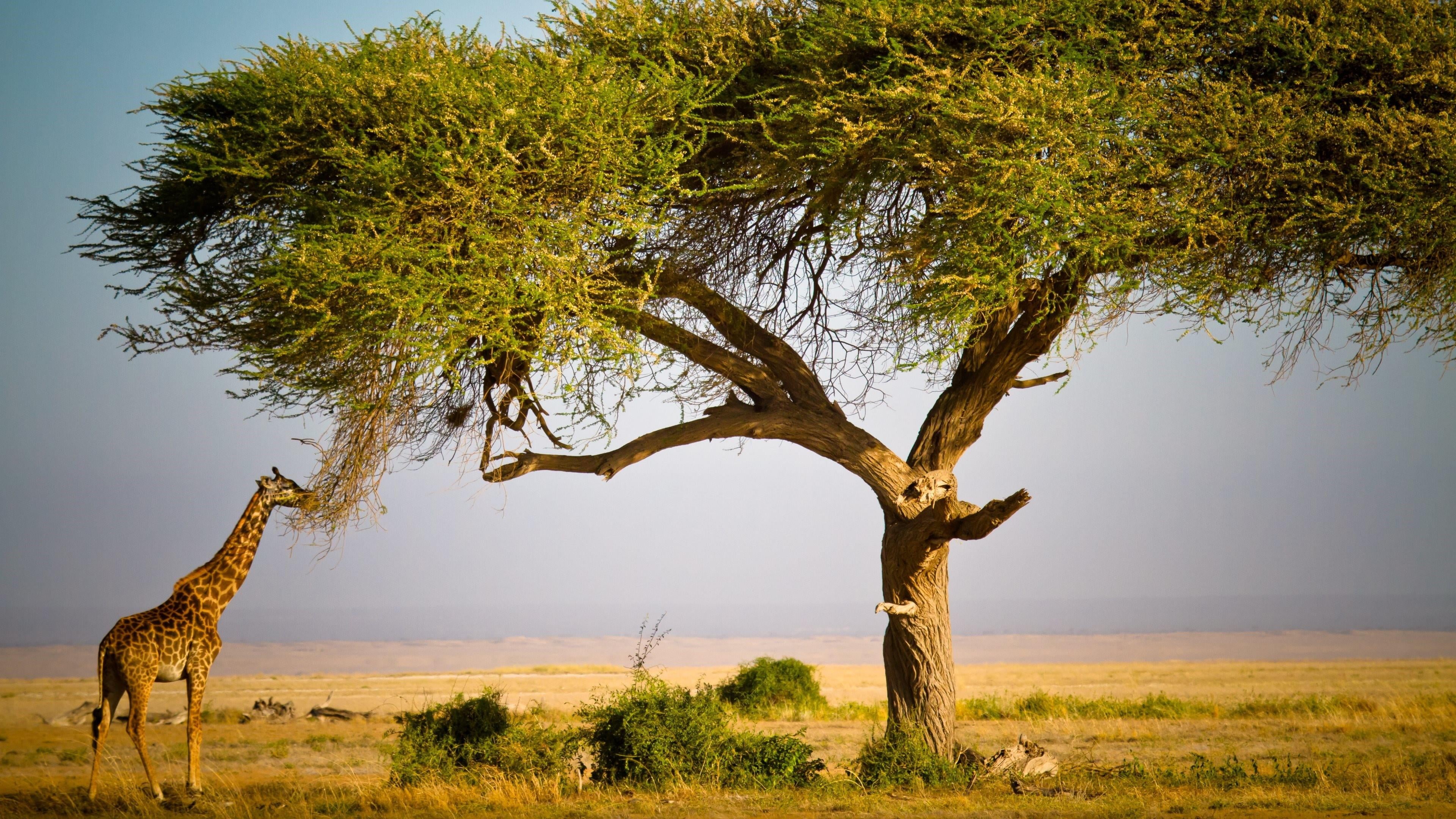 animals in the wild, africa, tranquility, landscape, kenya, tree, wildlife, masai giraffe, wilderness, acacia, acacia tree, tranquil scene, fauna, outdoors, HD Wallpaper