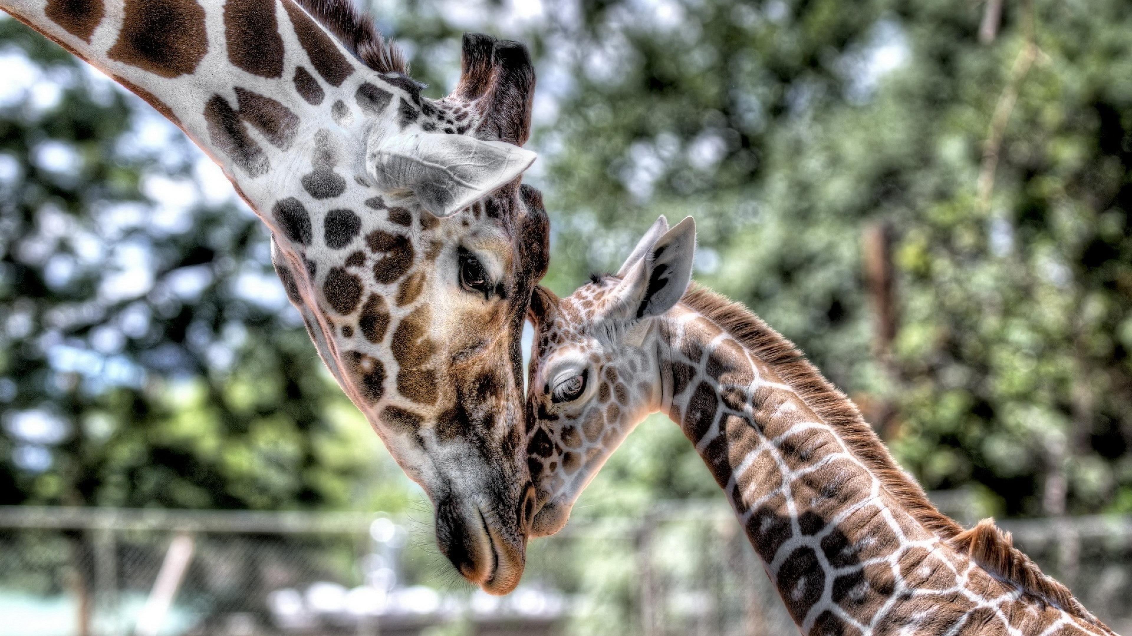 hd, animals in the wild, tenderness, animal body part, mother, natural pattern, phones, cub, animal head, mammal, mobile, animal markings, close-up, laptops, HD Wallpaper