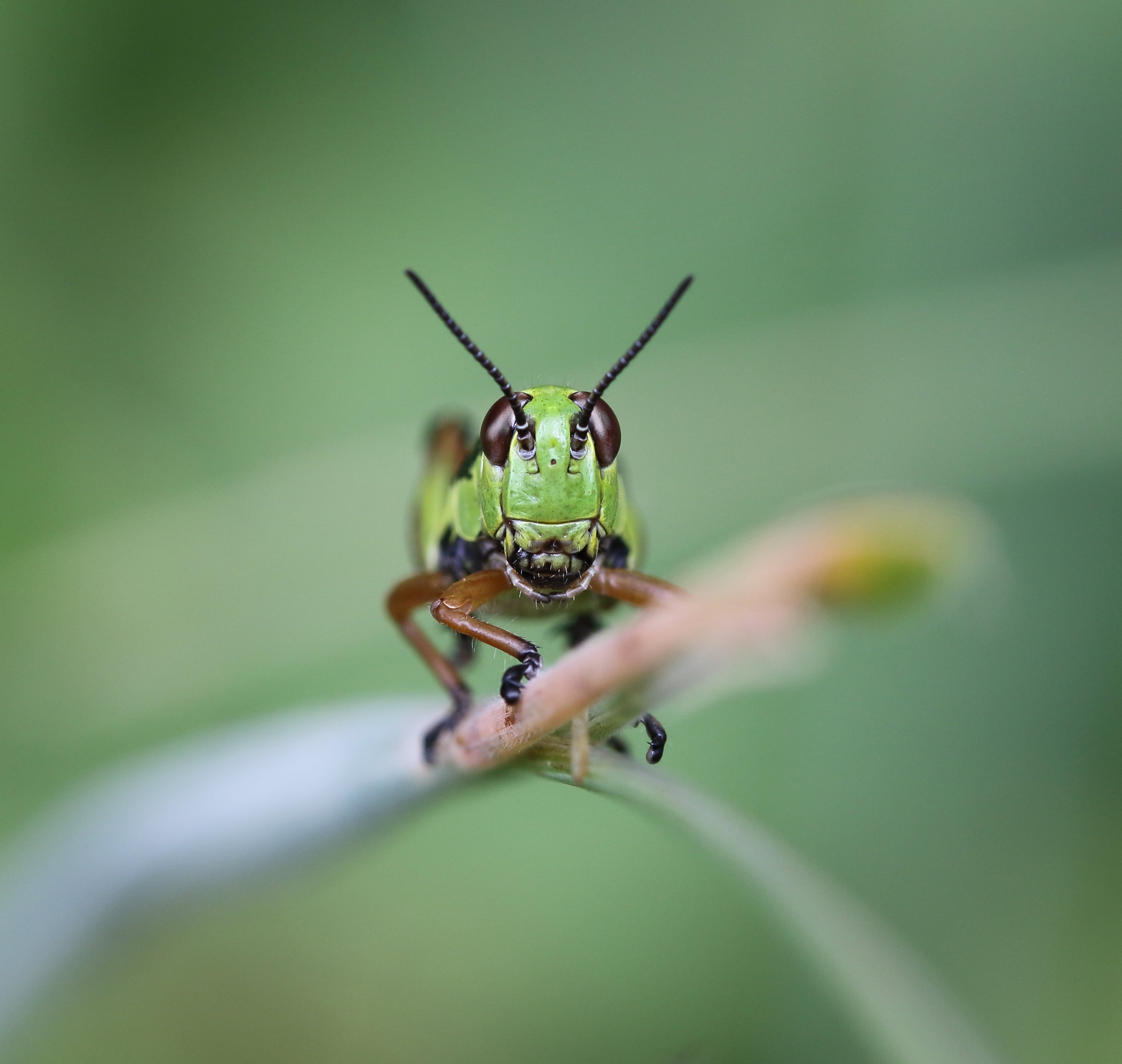 insect, selective focus, D Mark, Canon 7, nature, green, selective, close-up, Mark II, photography, 2K, leaf, wildlife, focus, grasshopper, macro, animal, HD Wallpaper