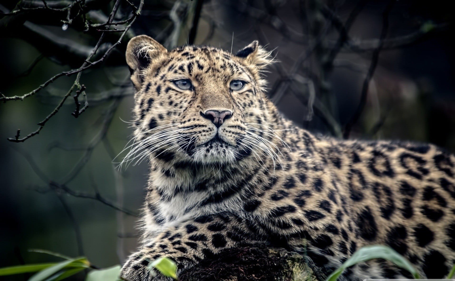portrait, mammal, white, feline, black, 720P, leopard, animal head, whisker, animal, spotted, animal themes, no people, tree, print, vertebrate, focus on foreground, HD Wallpaper