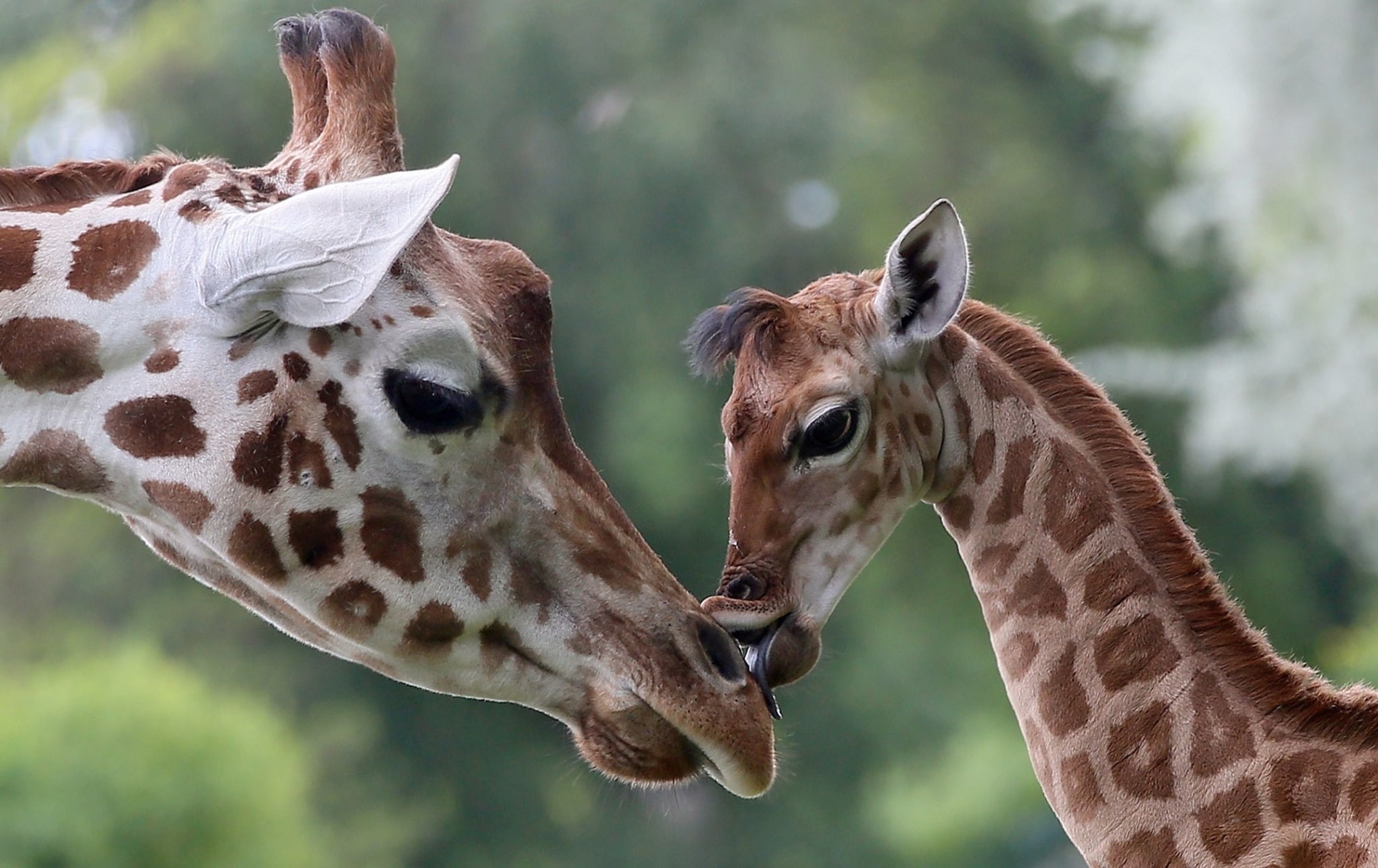 herbivorous, mammal, animal themes, focus on foreground, animal wildlife, animal markings, togetherness, no people, animal family, animal neck, animal head, HD Wallpaper