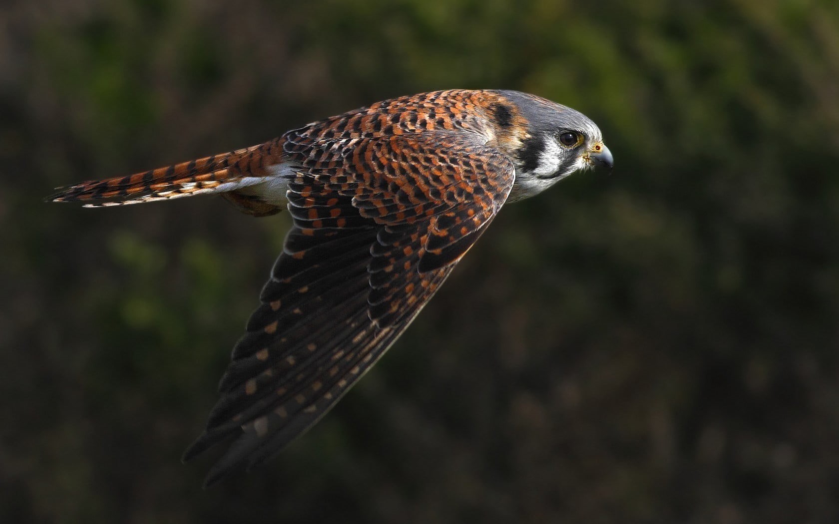 brown, close-up, nature, vertebrate, animals, falcons, animal body part, selective, animal themes, bird, one animal, birds, animals in the wild, 720P, HD Wallpaper