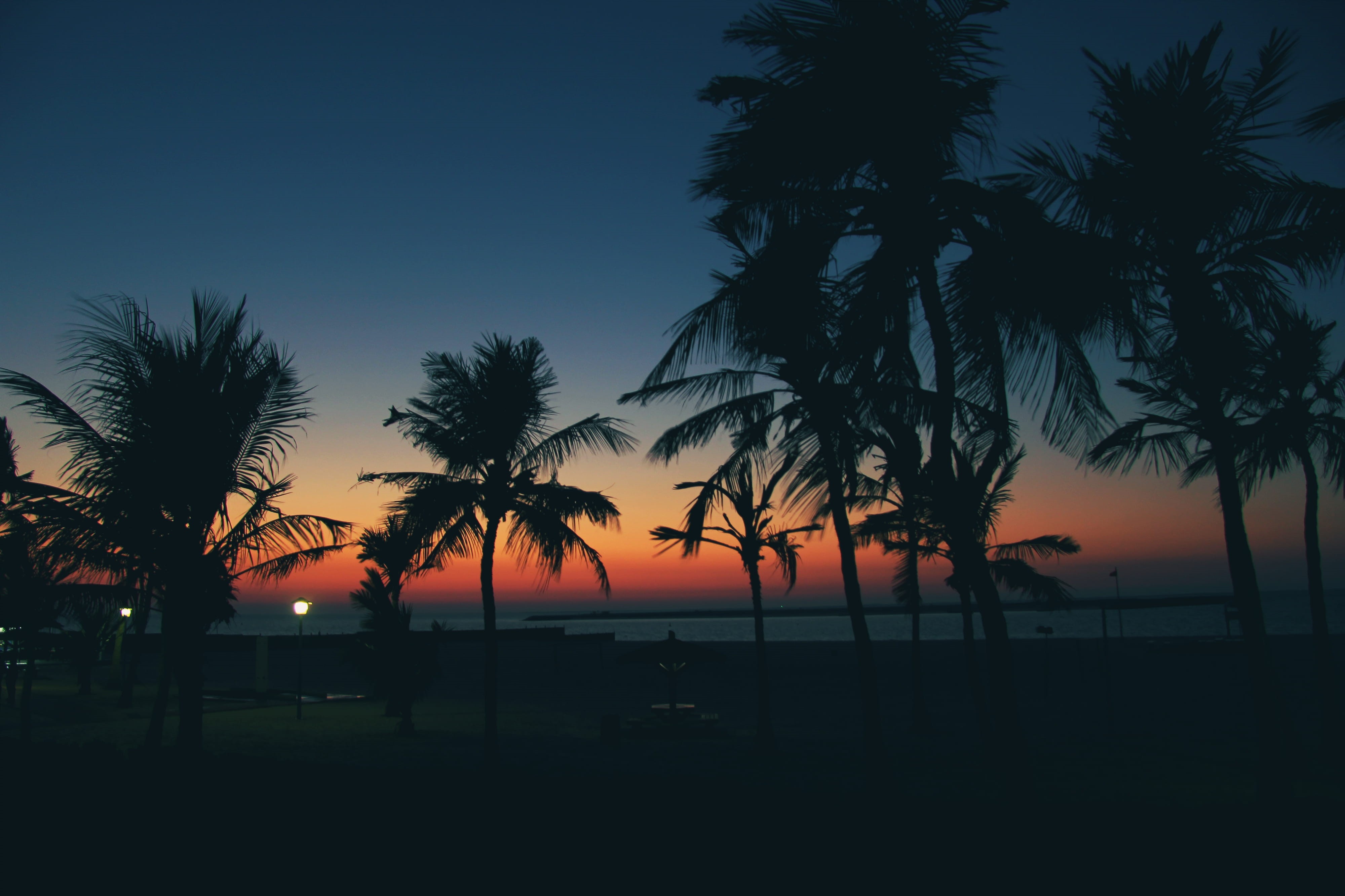 no people, horizon over water, tree, Palms, Sunset, plant, dusk, travel Locations, swimming pool, cloudless, outdoors, dubai, sun, silhouette, 4K, Sky, HD Wallpaper