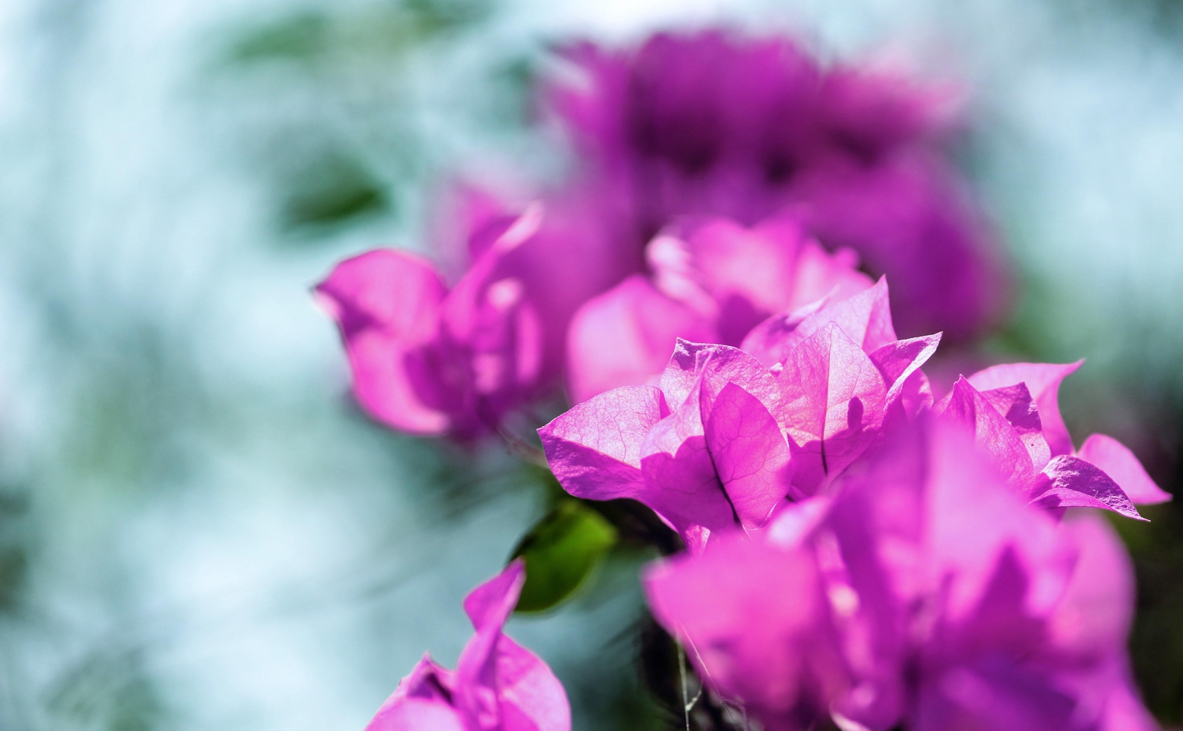 fragility, outdoors, flower head, inflorescence, Nature, purple, focus on foreground, vulnerability, 4K, softness, bokeh, paperflower, Pink, bagan bilash, HD Wallpaper