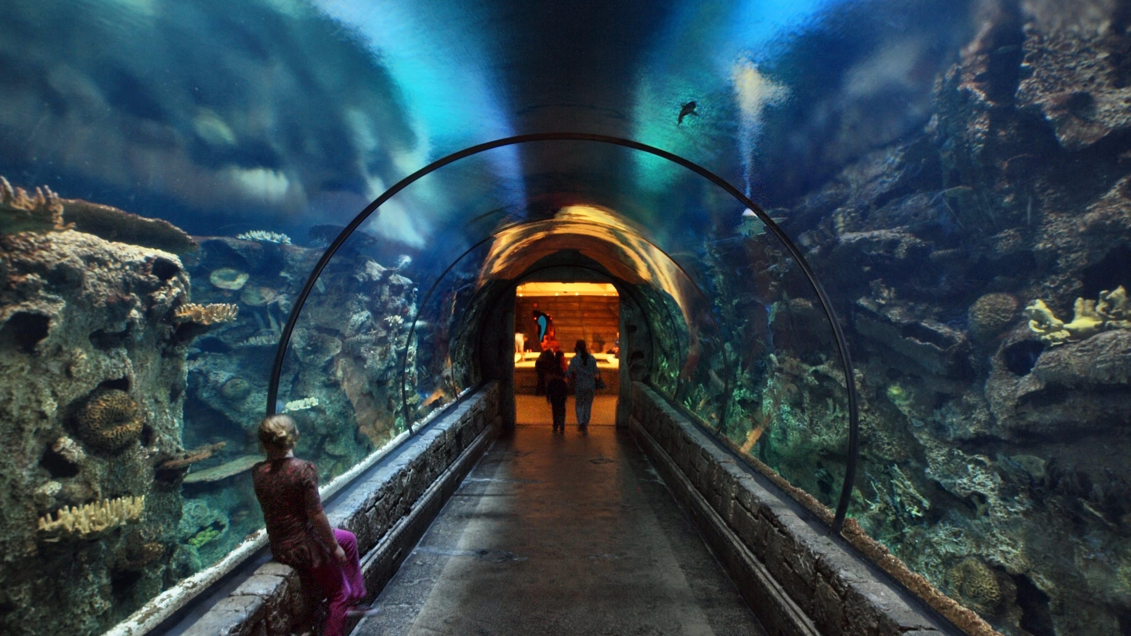 shark reef, united states, tunnel, sea, two people, water, nature, men, 4K, underwater, real people, tank, tourism, nevada, indoors, las vegas, architecture, HD Wallpaper
