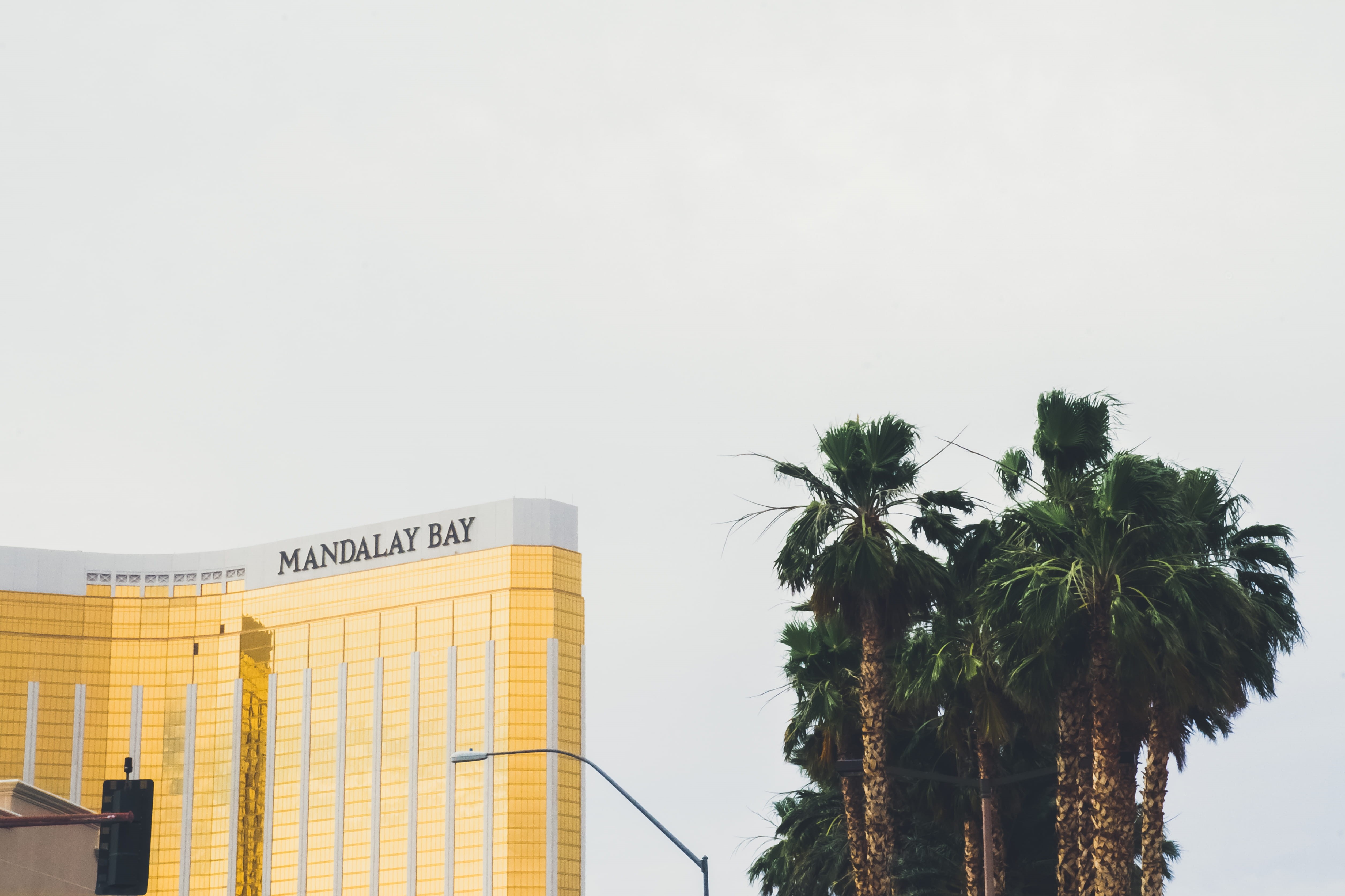 palm leaf, outdoors, 4K, city, skyscraper, office building exterior, tree, hotel, low angle view, building, building exterior, united states, gold, palm tree, HD Wallpaper
