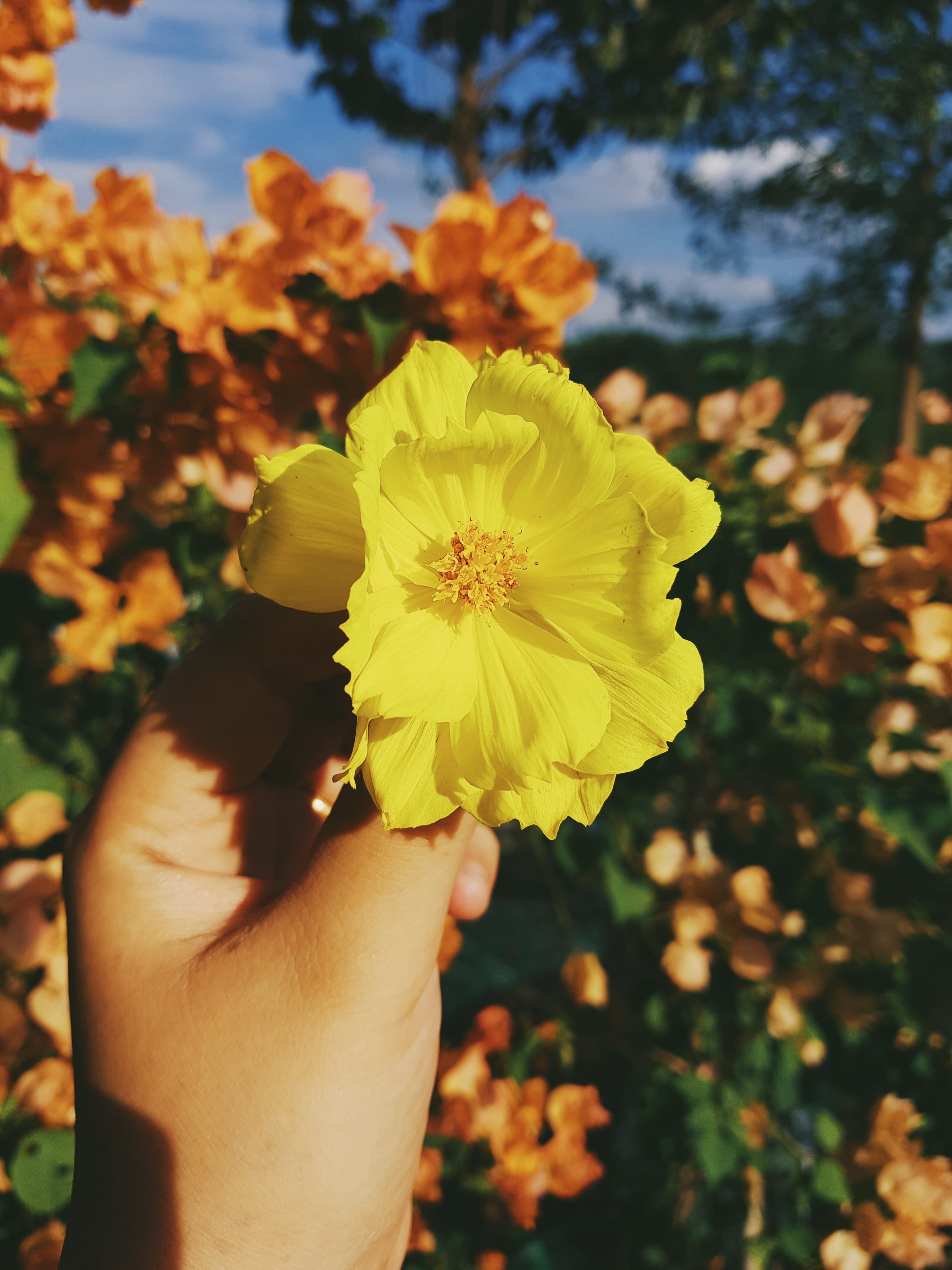 human body part, outdoors, holding, yellow, finger, real people, close-up, inflorescence, pollen, fragility, 4K, personal perspective, focus on foreground, Phone HD Wallpaper