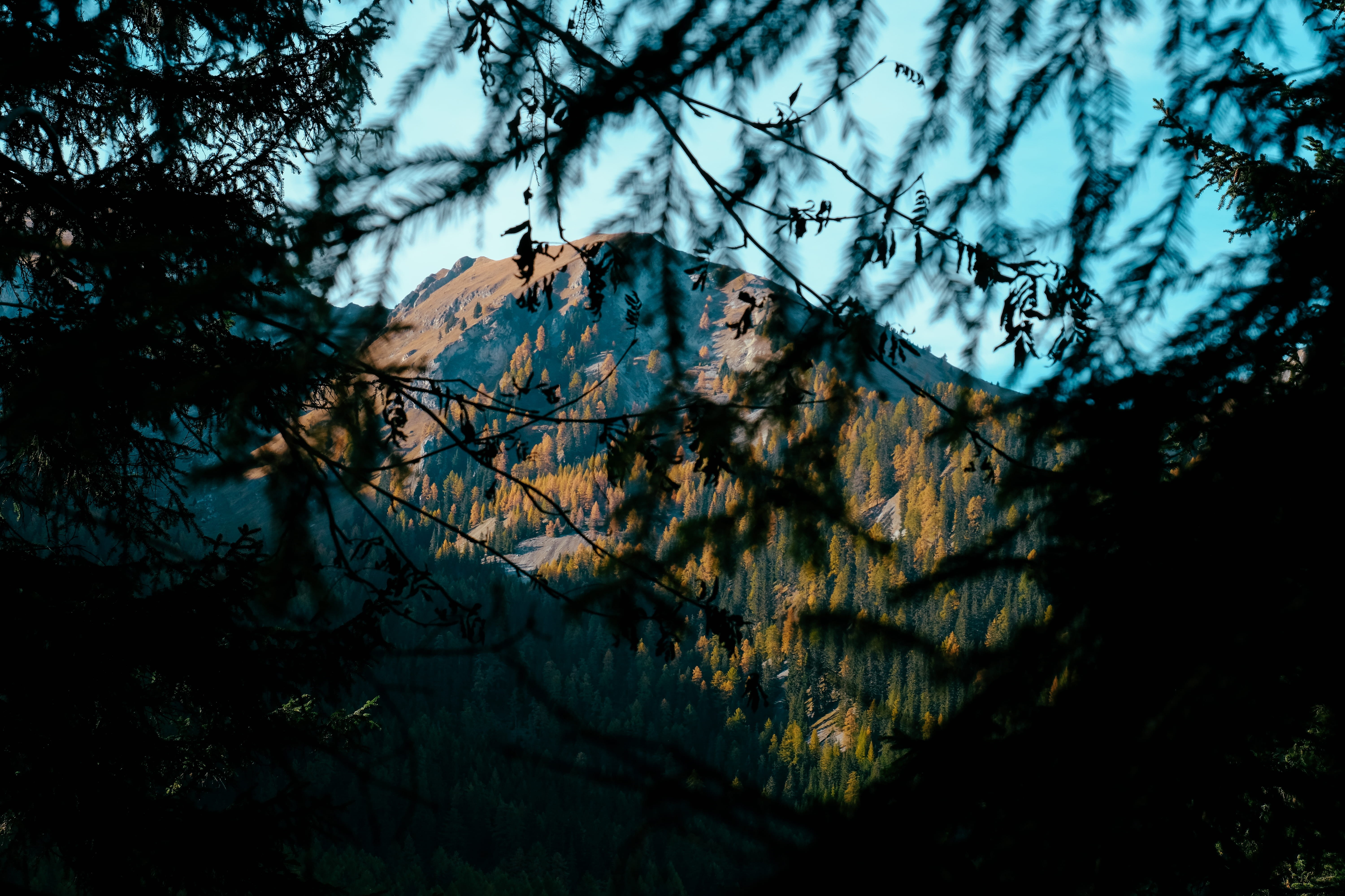 leafed, lago di braies, green, oak, day, scenery, nature, branch, trees, sky, plant, tranquility, 5K, non-urban scene, growth, tranquil scene, landscape, HD Wallpaper