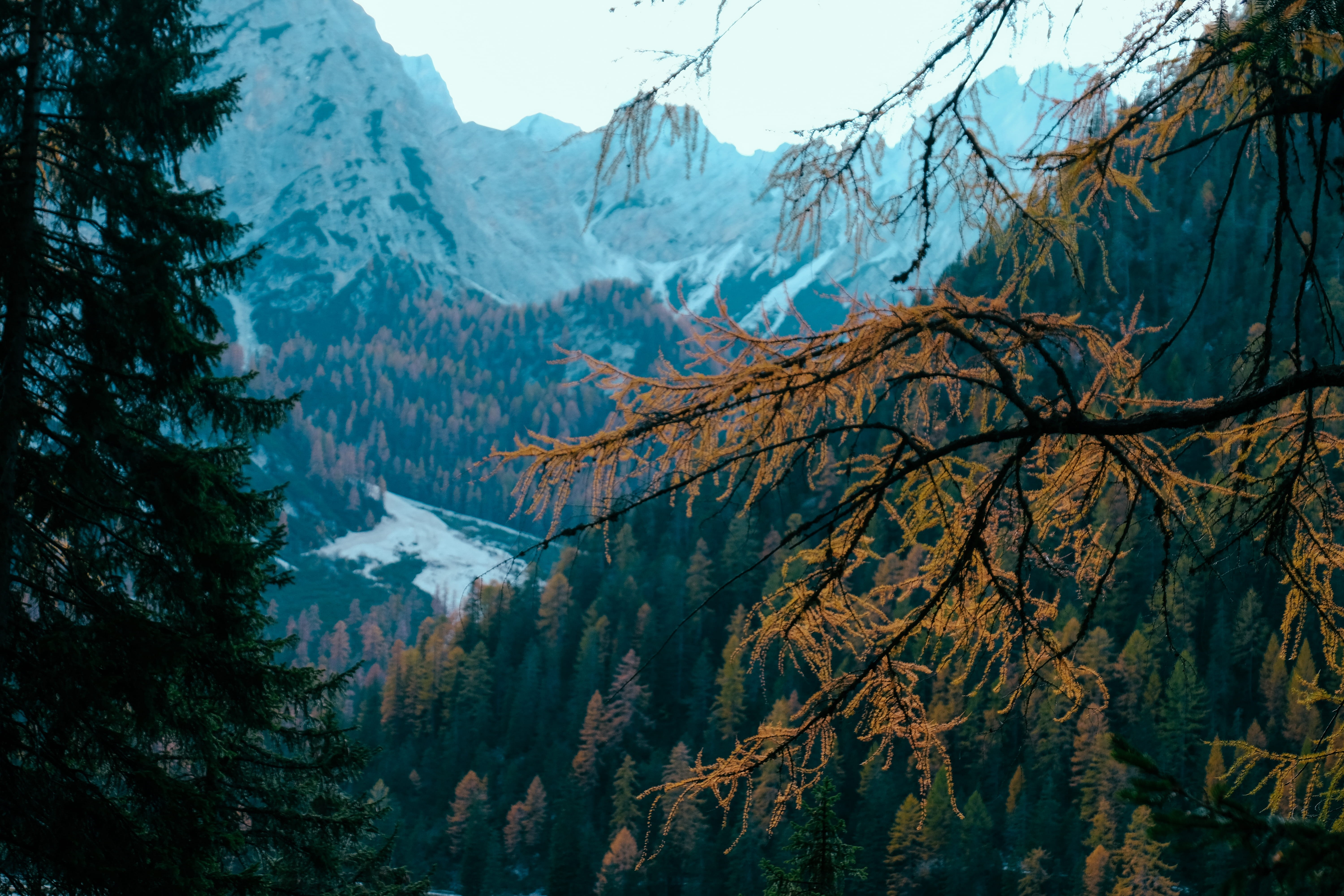 remote, snowcapped mountain, mountain, coniferous tree, tranquility, snow, idyllic, spruce, fir, 5K, no people, abies, pragser wildsee, mountain peak, HD Wallpaper