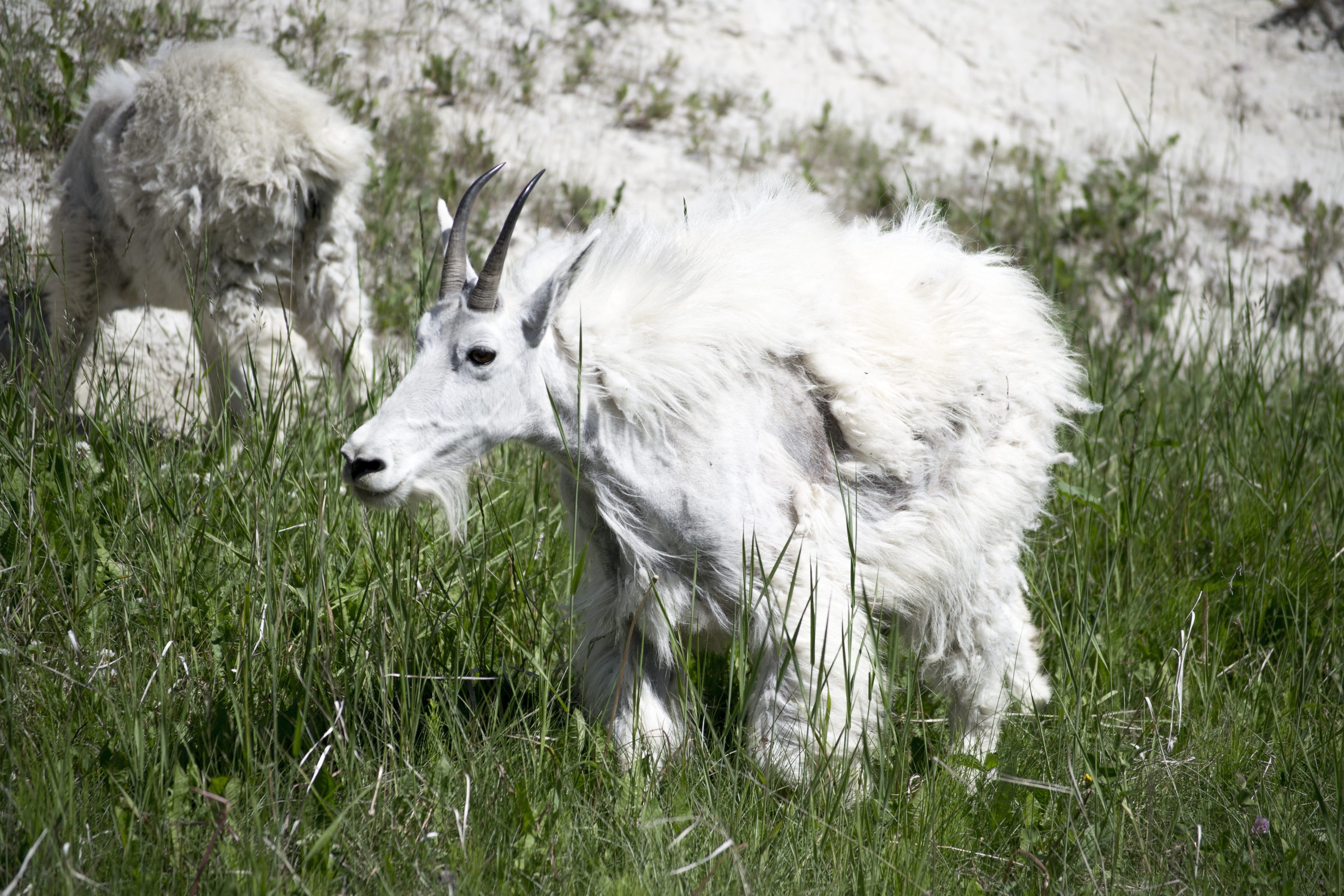 long, livestock, wildlife, frozen, morning, peak, land, dry, outdoors, columbia, landscape, tranquil, wild, outdoor, domestic, activity, white color, adventure, HD Wallpaper