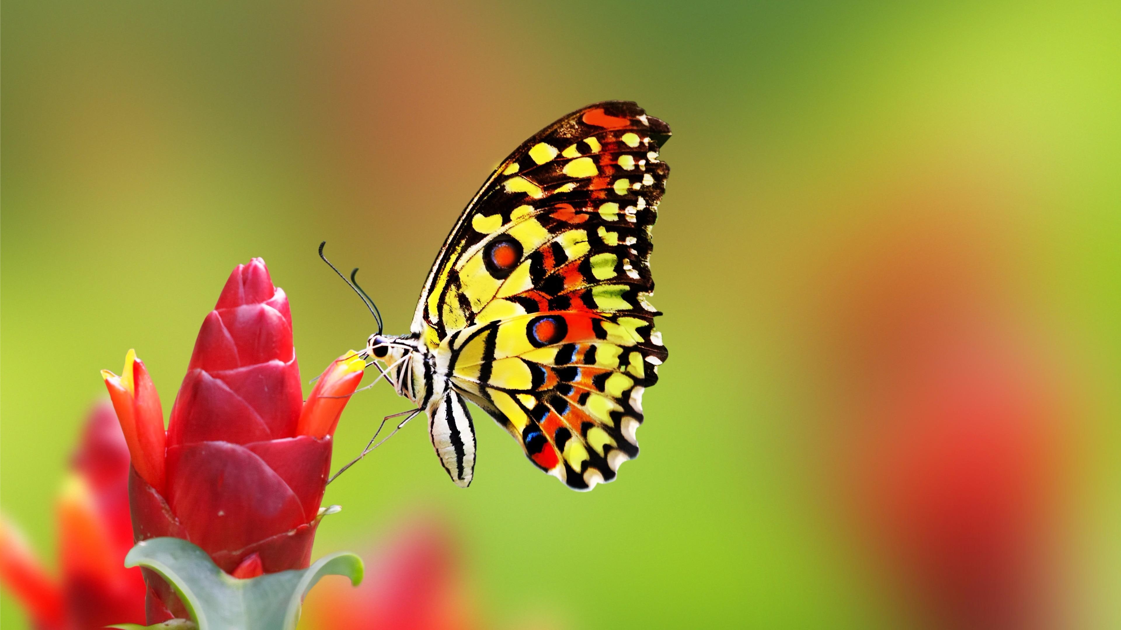 4K, butterfly, pollinator, flower, red flower, macro photography, insect, nectar, close up, HD Wallpaper