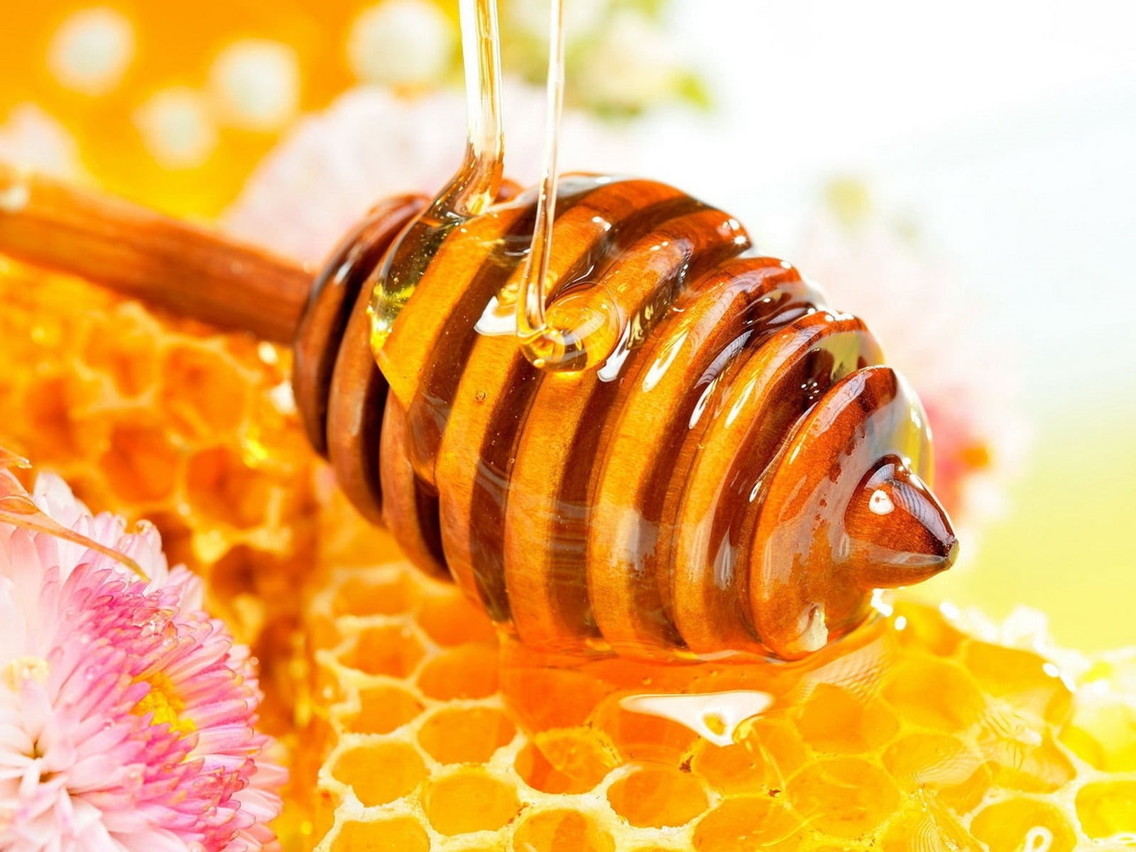 sweet Food, food and drink, honey, nature, marine, healthy Eating, healthcare And Medicine, 720P, water, focus on foreground, pollination, gold Colored, HD Wallpaper