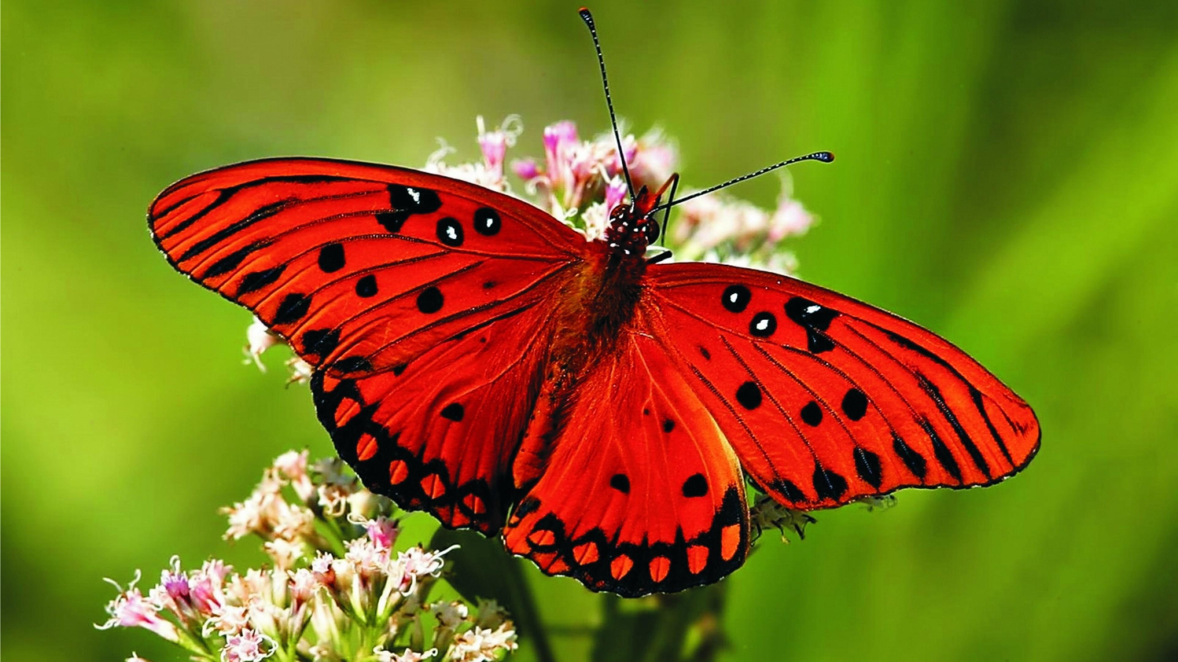 butterfly, nectar, close up, pollinator, invertebrate, beautiful, 4K, macro, collect, red butterfly, insect, macro photography, flower, HD Wallpaper