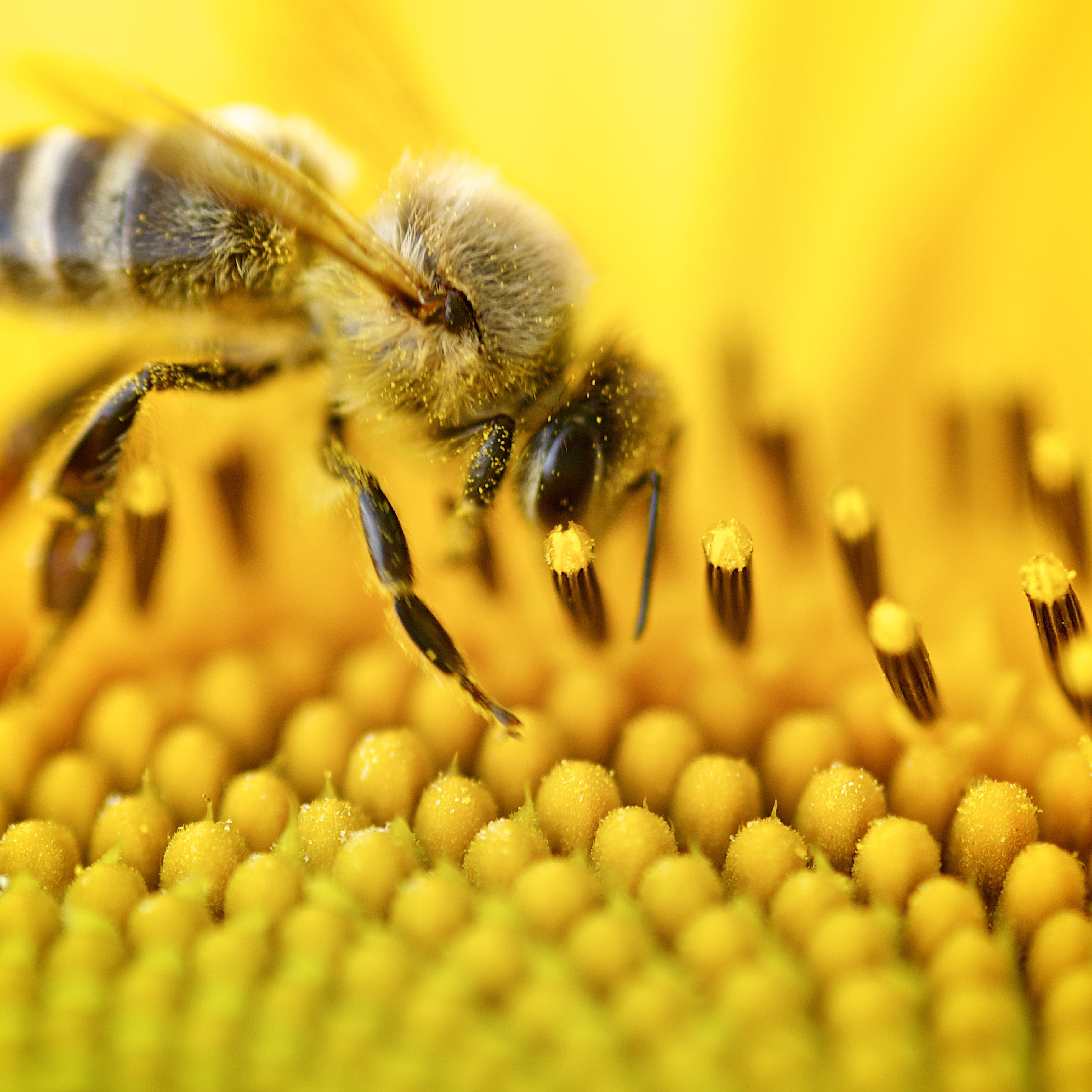 honey Bee, macro, pollination, nature, pollen, close-up, bee, insect, flower, honey, 2K, petaled, yellow, Phone HD Wallpaper
