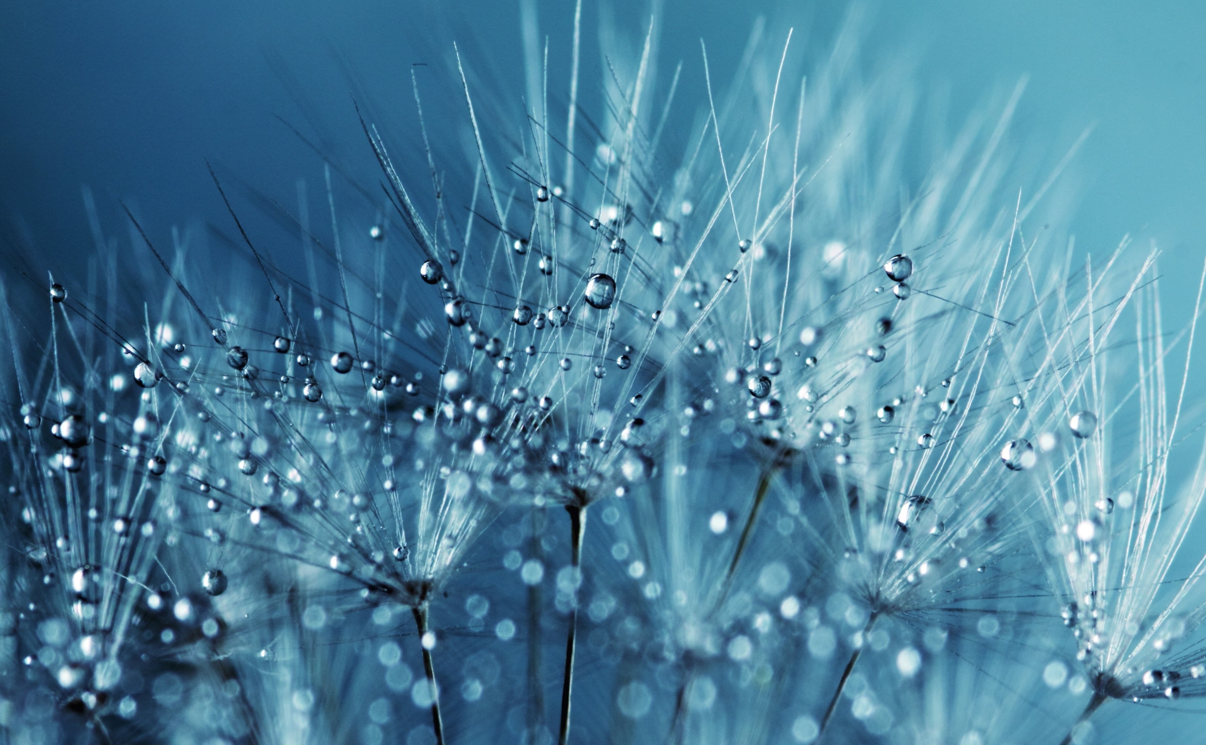 Macro, pollination, liquid, Blue, Dandelion, dandelion seed, dom, Water, Season, wet, Life, dew, Fresh, drop, droplets, Purity, flora, selective focus, HD Wallpaper