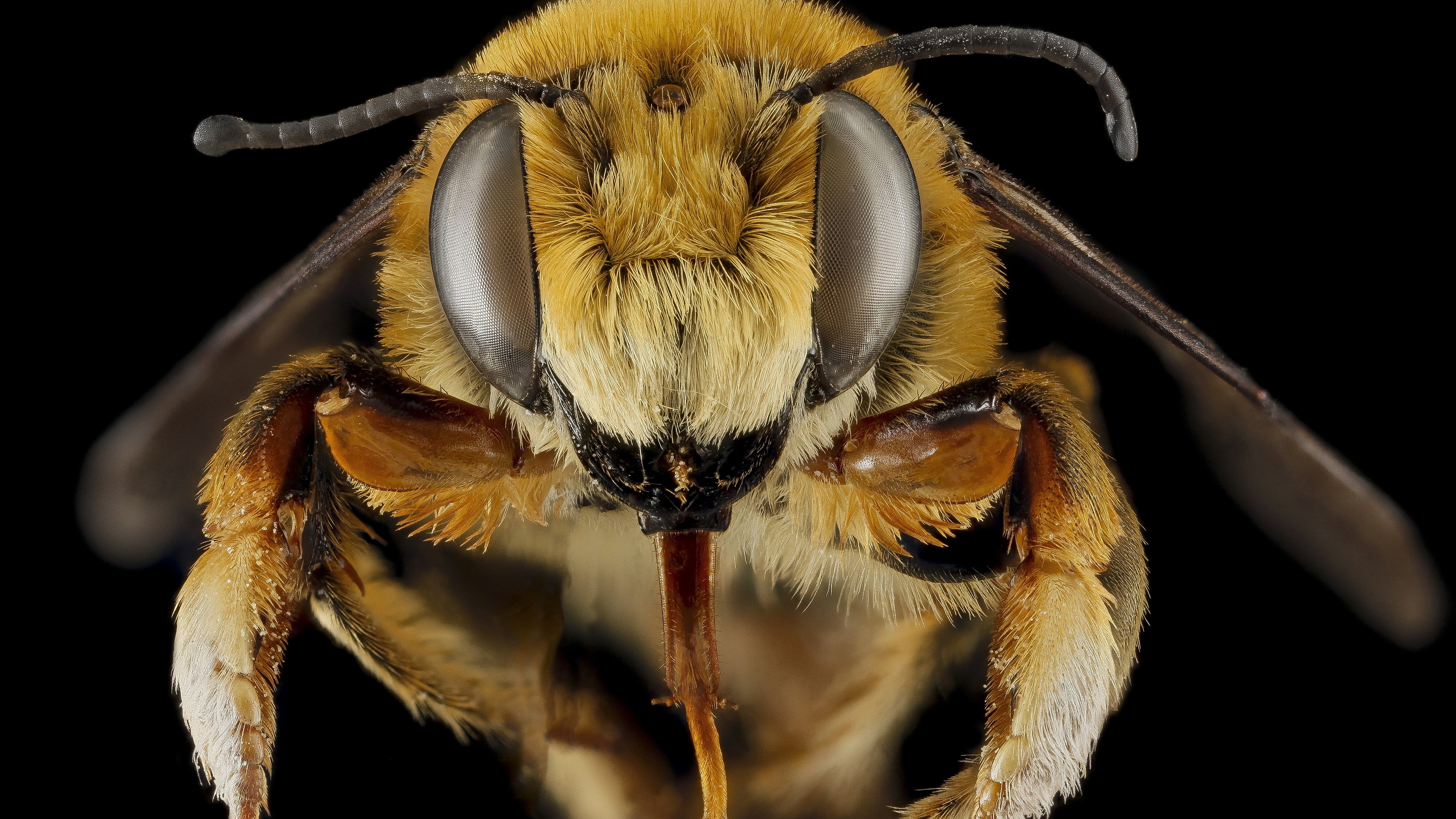 eye, eyes, bee, one animal, macro, insect, zoology, wildlife, animals in the wild, spider, 5K, pollen, hair, studio shot, wasp, yellow, nature, depth of field, HD Wallpaper