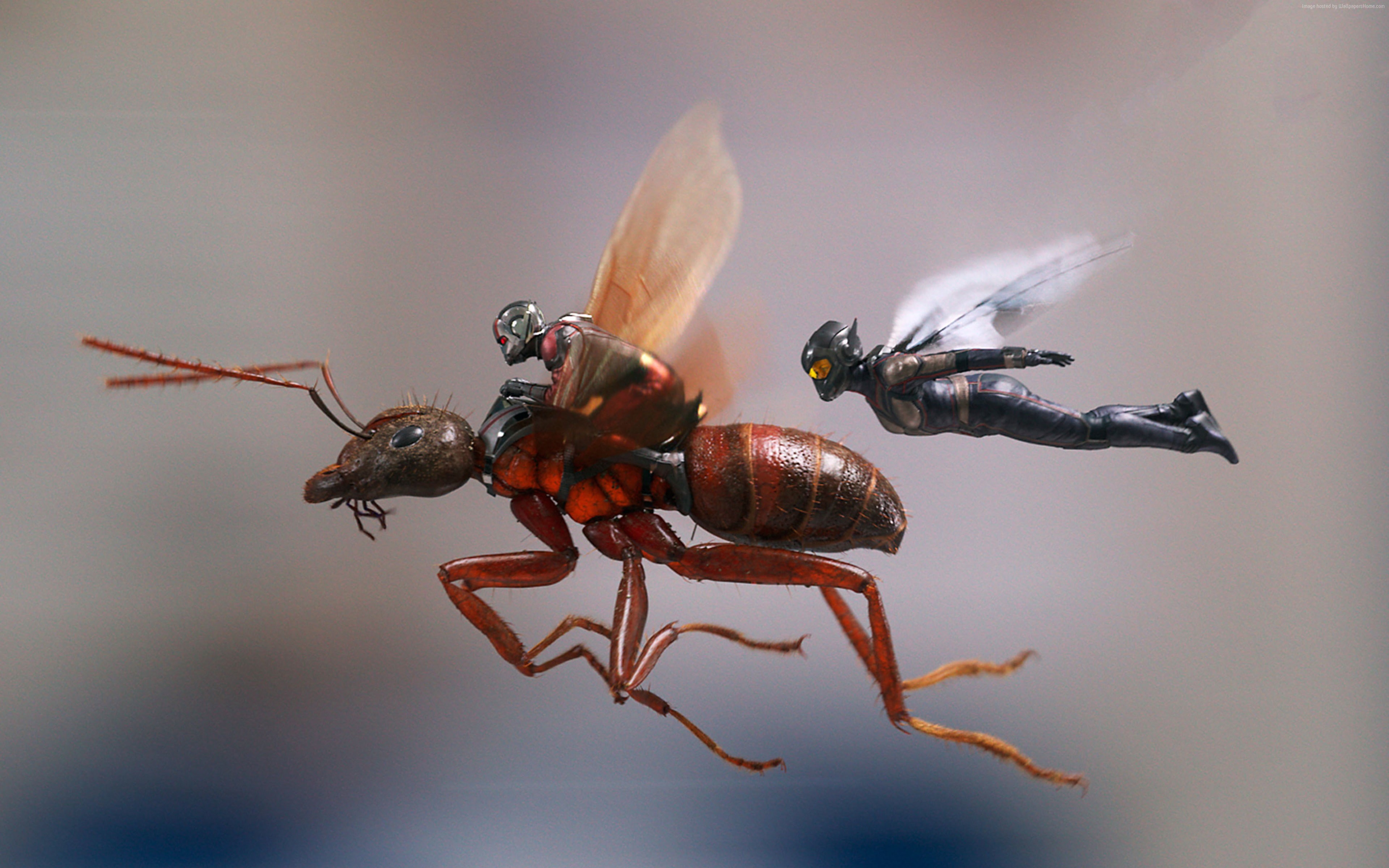 4K, Ant-Man and the Wasp, 4k, HD Wallpaper