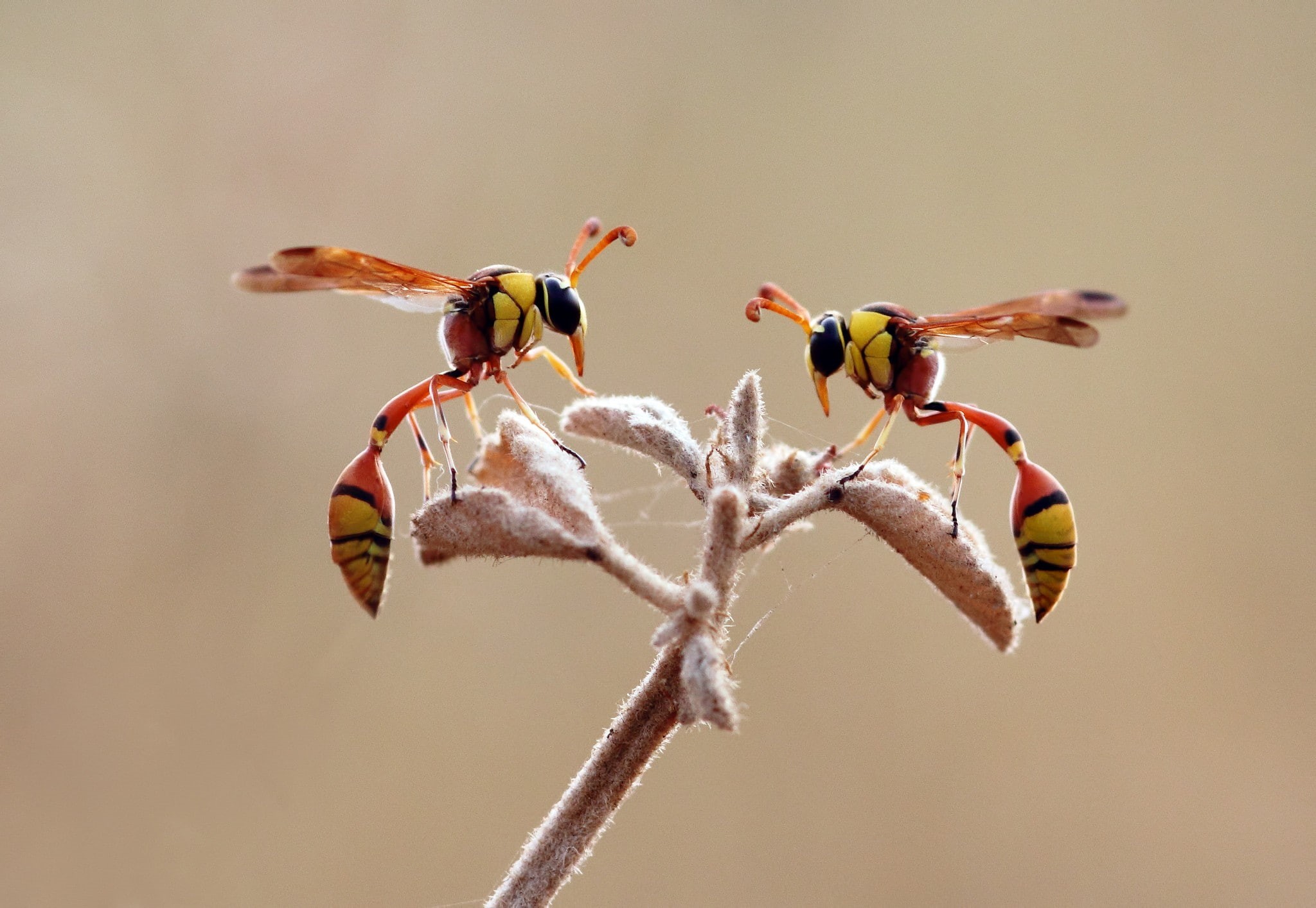 hymenoptera, wasps, animals, macro, 1080P, insect, HD Wallpaper