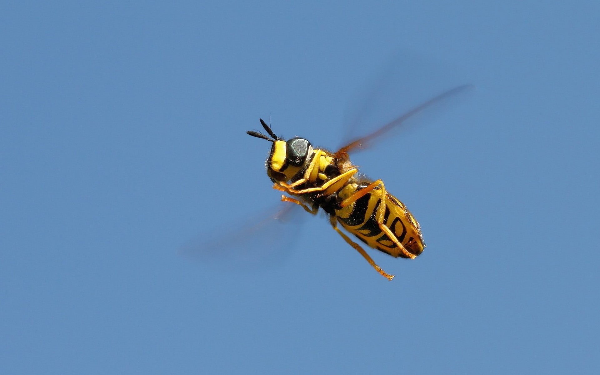 yellowjacket, motion, insect, day, blue background, closeup, outdoors, bees, blue, invertebrate, mid-air, no people, yellow, 1080P, one animal, animals, HD Wallpaper