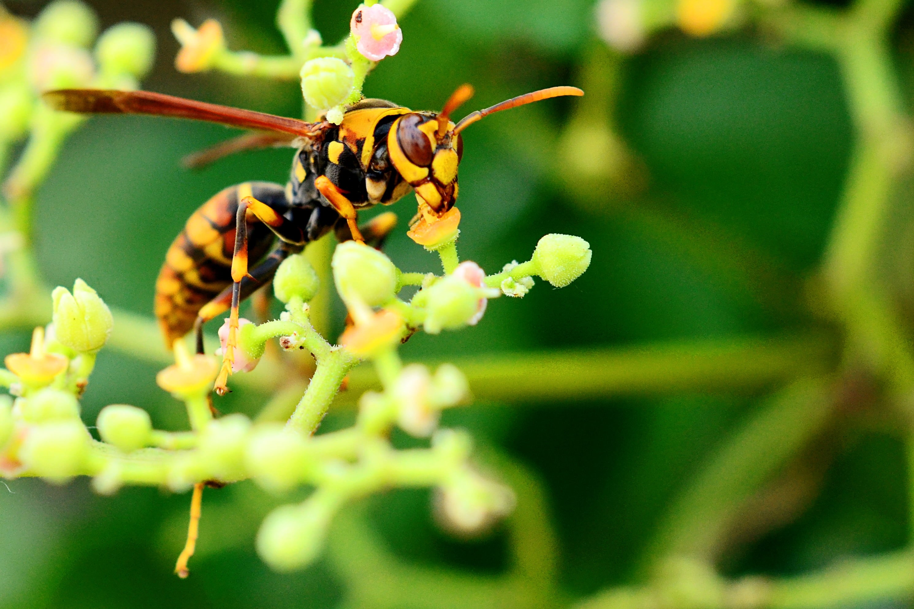 Cayratia japonica, Yabu, 2K, Nikon  D5100, Weather, green plant, Beautiful, nectar, Kenko, Nikon AF, Color, f / 1, Bug, Fine, Japan, Yokohama, Flower, HD Wallpaper