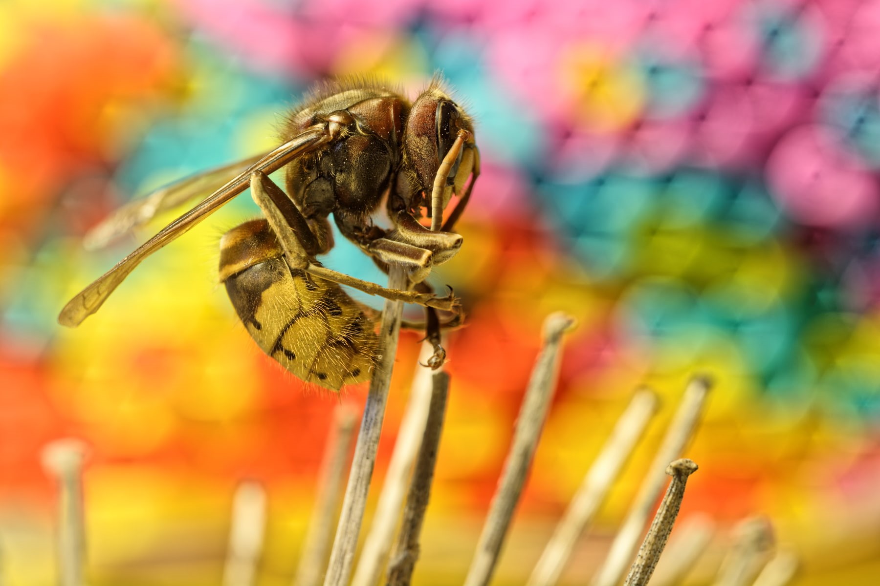animals, flower, animal wildlife, one animal, indoors, wasps, pollination, animal themes, macro, 720P, yellow, no people, art and craft equipment, nature, HD Wallpaper