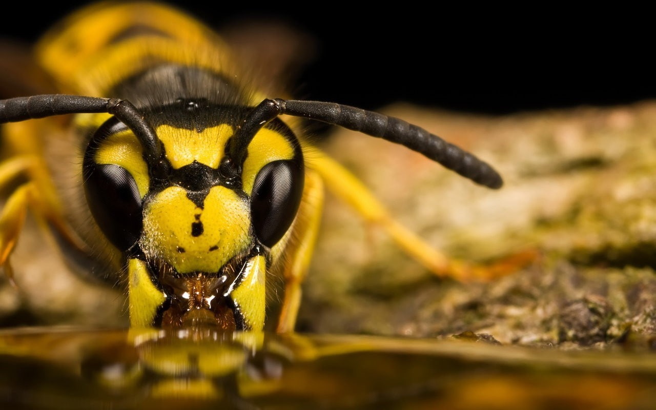 insect, macro, wasps, 720P, animals, HD Wallpaper
