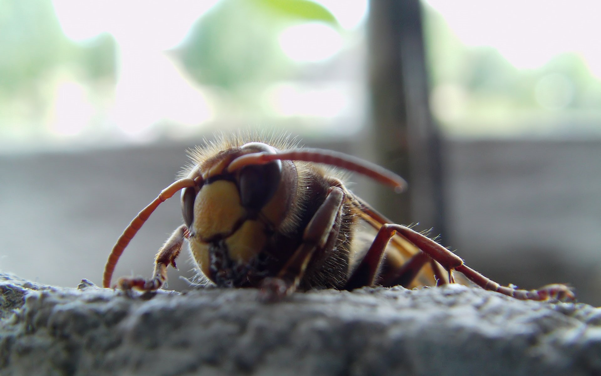 no people, animal themes, insect, invertebrate, close-up, macro, wasps, outdoors, rock, animal body part, solid, selective focus, 1080P, bees, nature, HD Wallpaper
