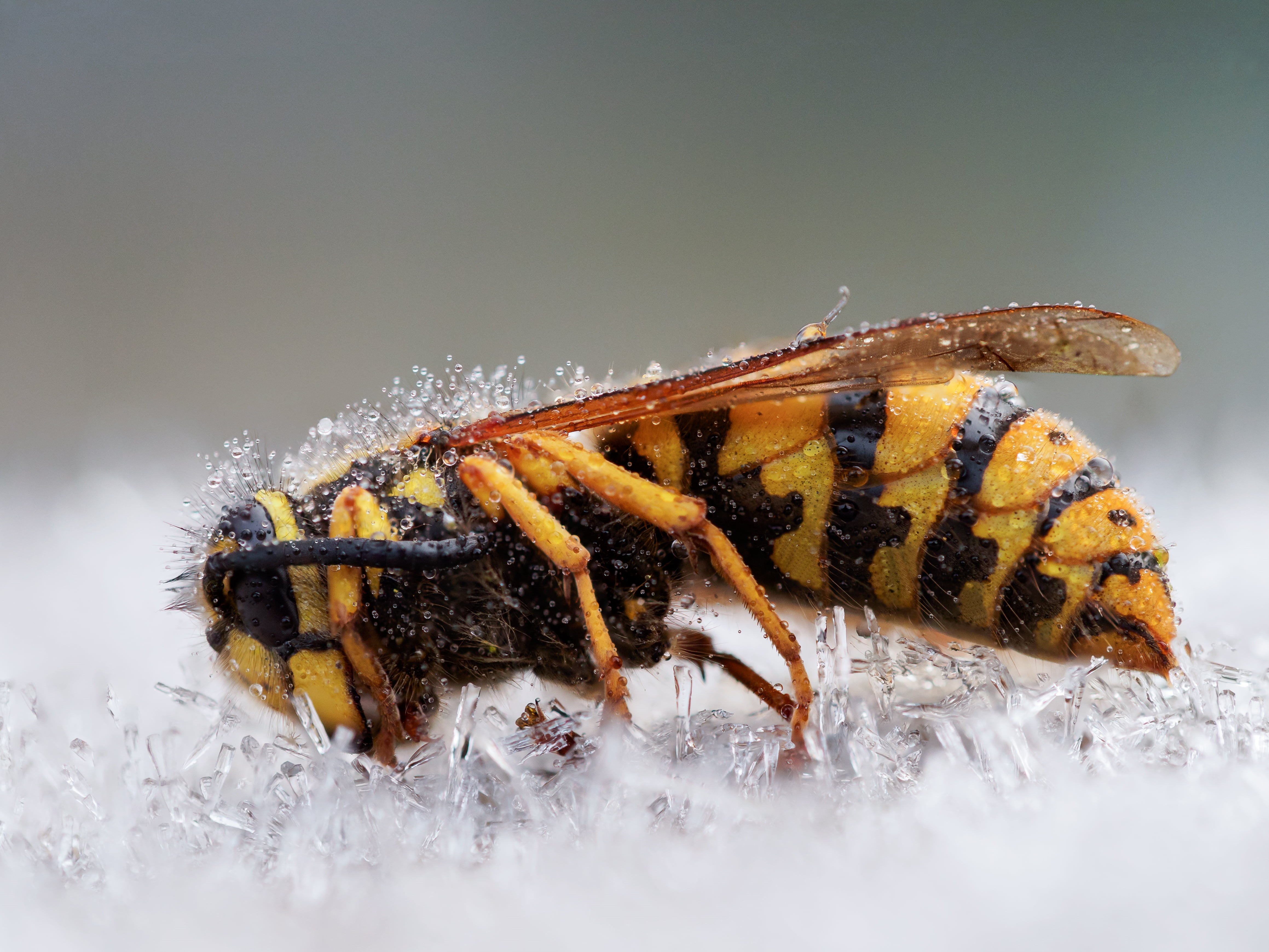 paper wasp, close-up, eis, closeup photography, nahaufnahme, Wespe, winter, macro, vespula  vulgaris, closeup, yellow, wildlife, insect, makro, wasp, Ice queen, HD Wallpaper