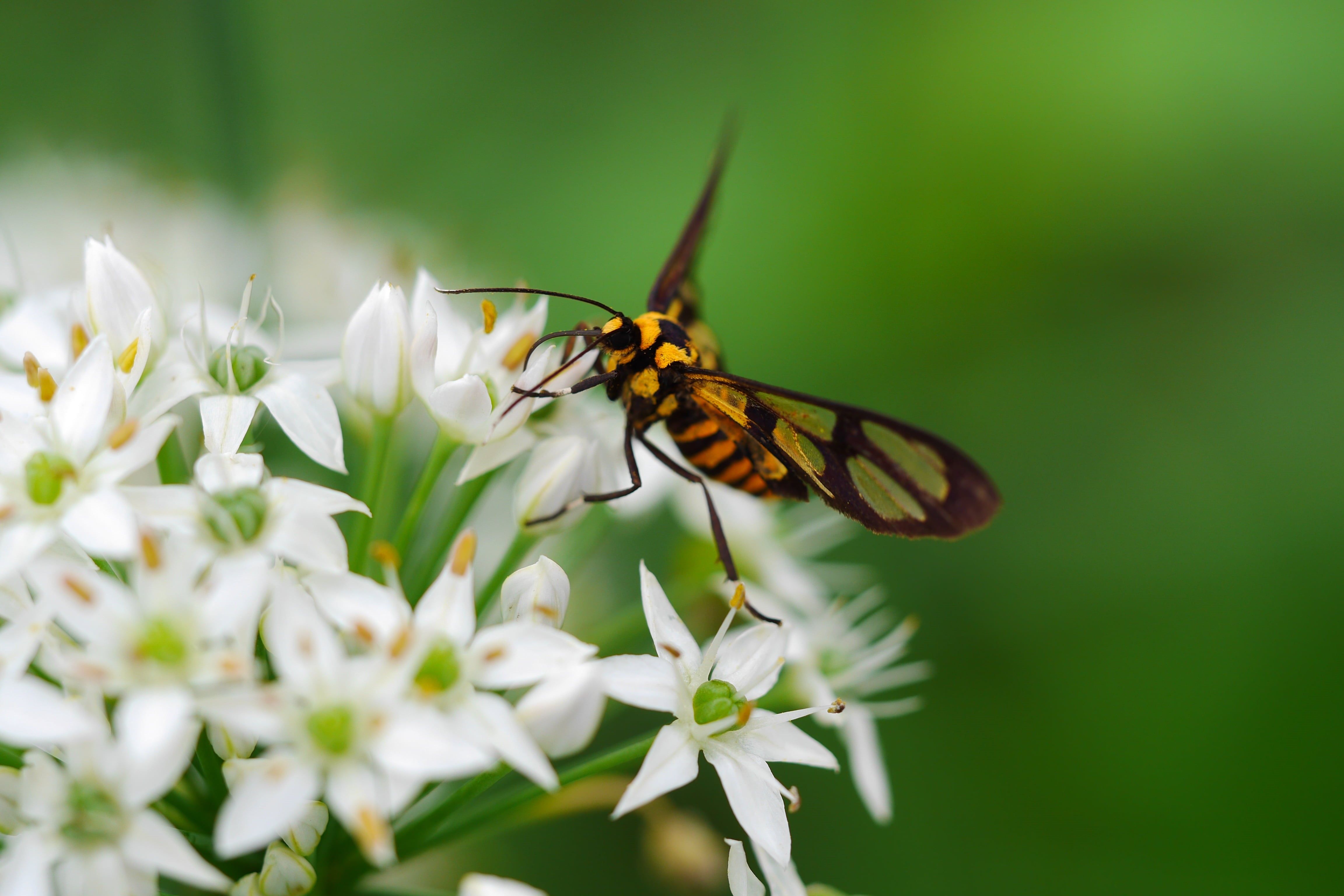 white, close-up, flowers, nature, moth, amata, insect, animal, 4K, wasp, animal Wing, flower, macro, perched, petaled, butterfly - Insect, HD Wallpaper