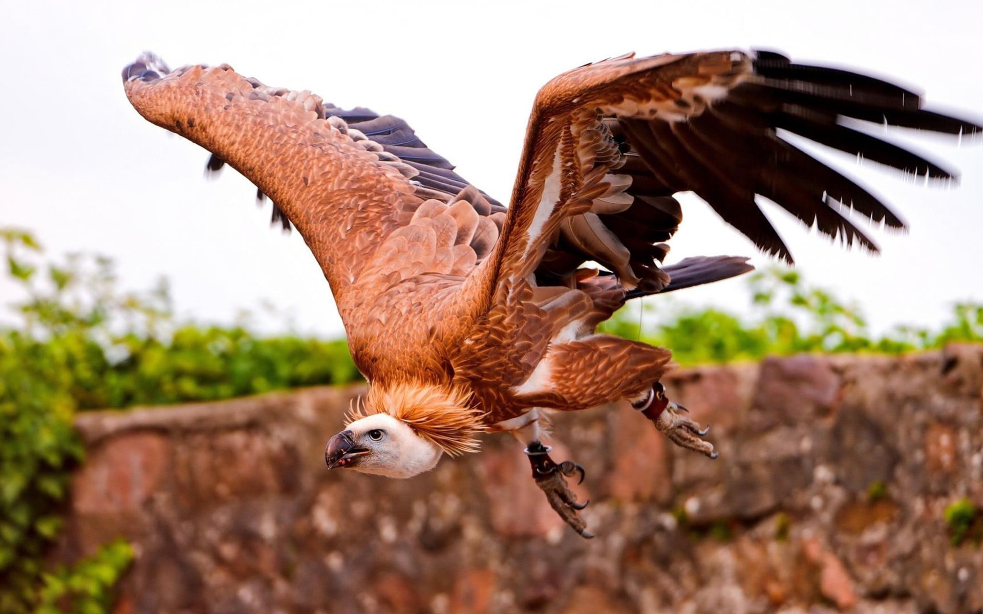 one animal, 1080P, no people, motion, animals in the wild, eagle, black, animals, vertebrate, focus on foreground, birds, falcon - bird, day, brown, bird, HD Wallpaper