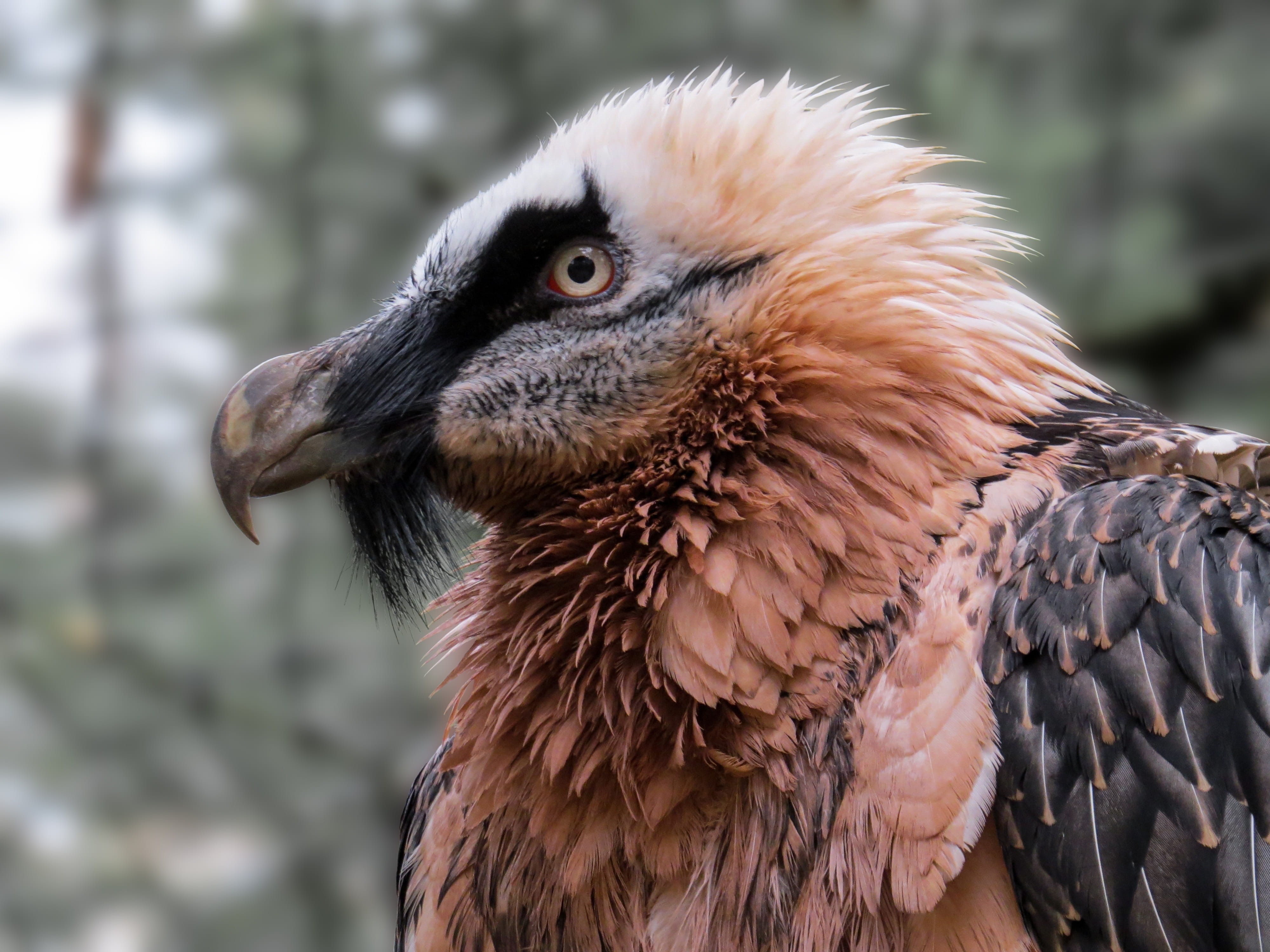 animal body part, focus on foreground, animal head, close-up, beak, head, red, eagle, nature, animal eye, close, profile view, bearded vulture, vertebrate, HD Wallpaper
