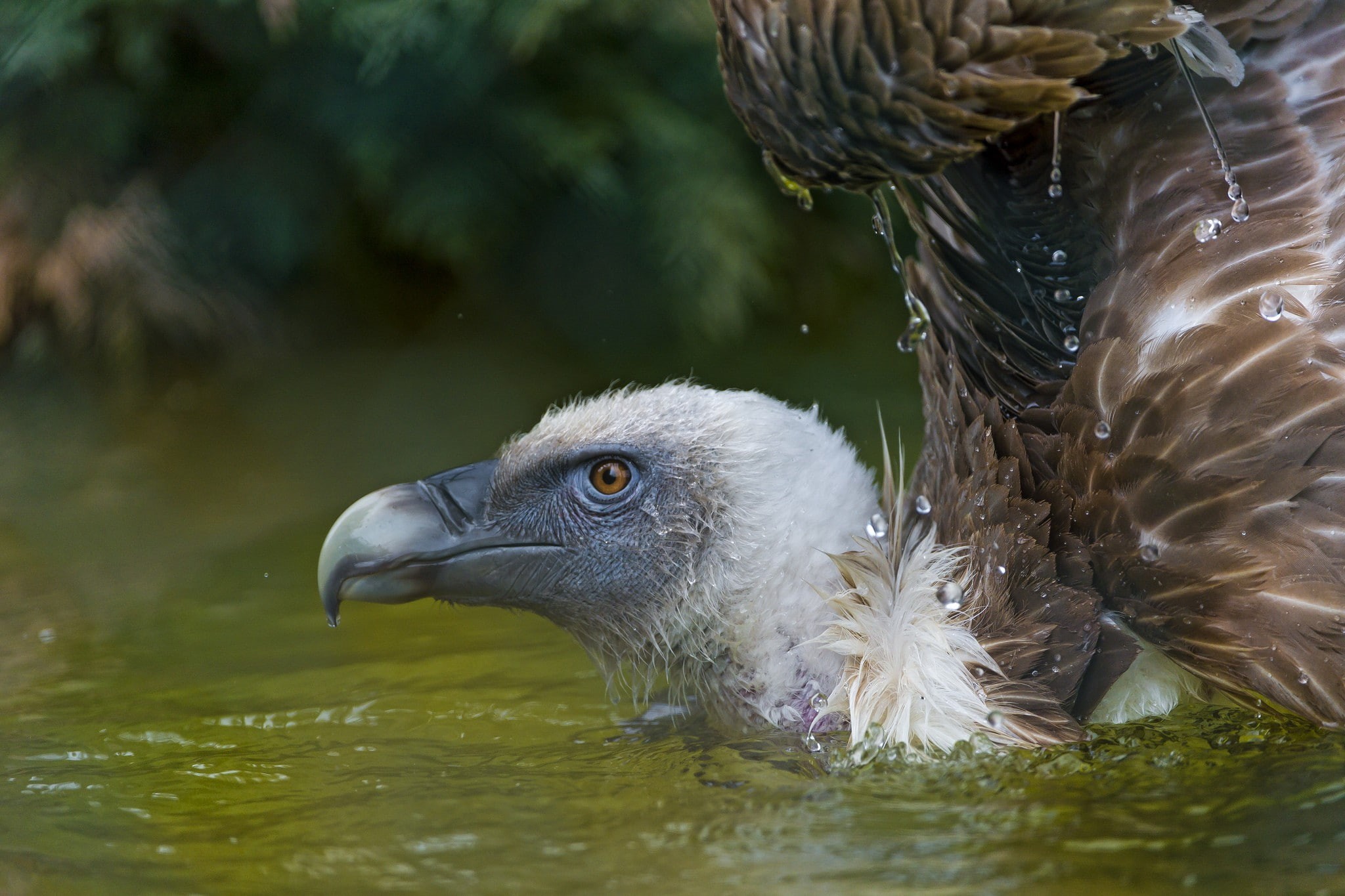 water, vultures, birds, 1080P, animals, HD Wallpaper