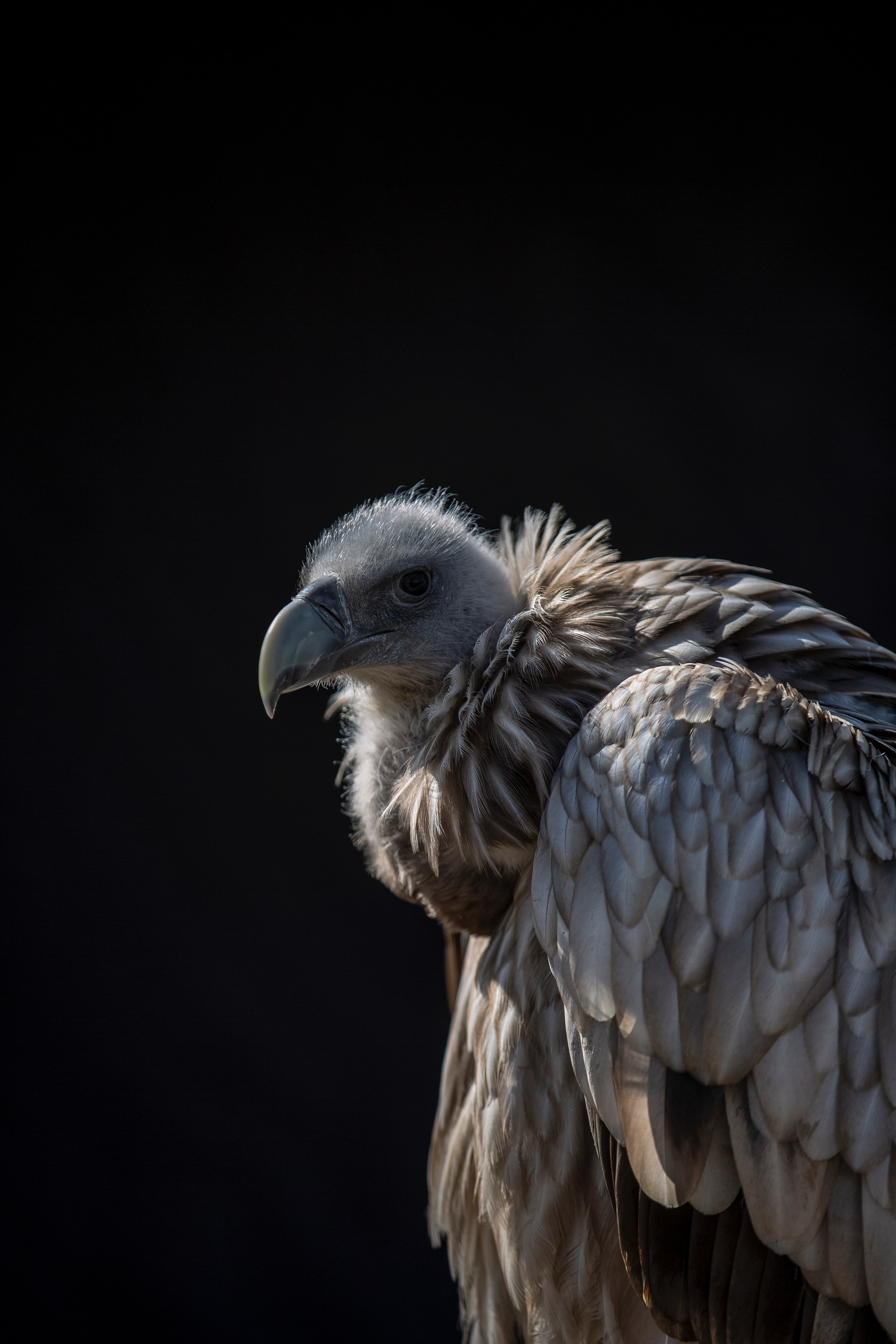 close-up, animals in the wild, bird, profile view, portrait, vertebrate, feather, animal themes, 5K, bird of prey, griffon, studio shot, animal wildlife, Phone HD Wallpaper