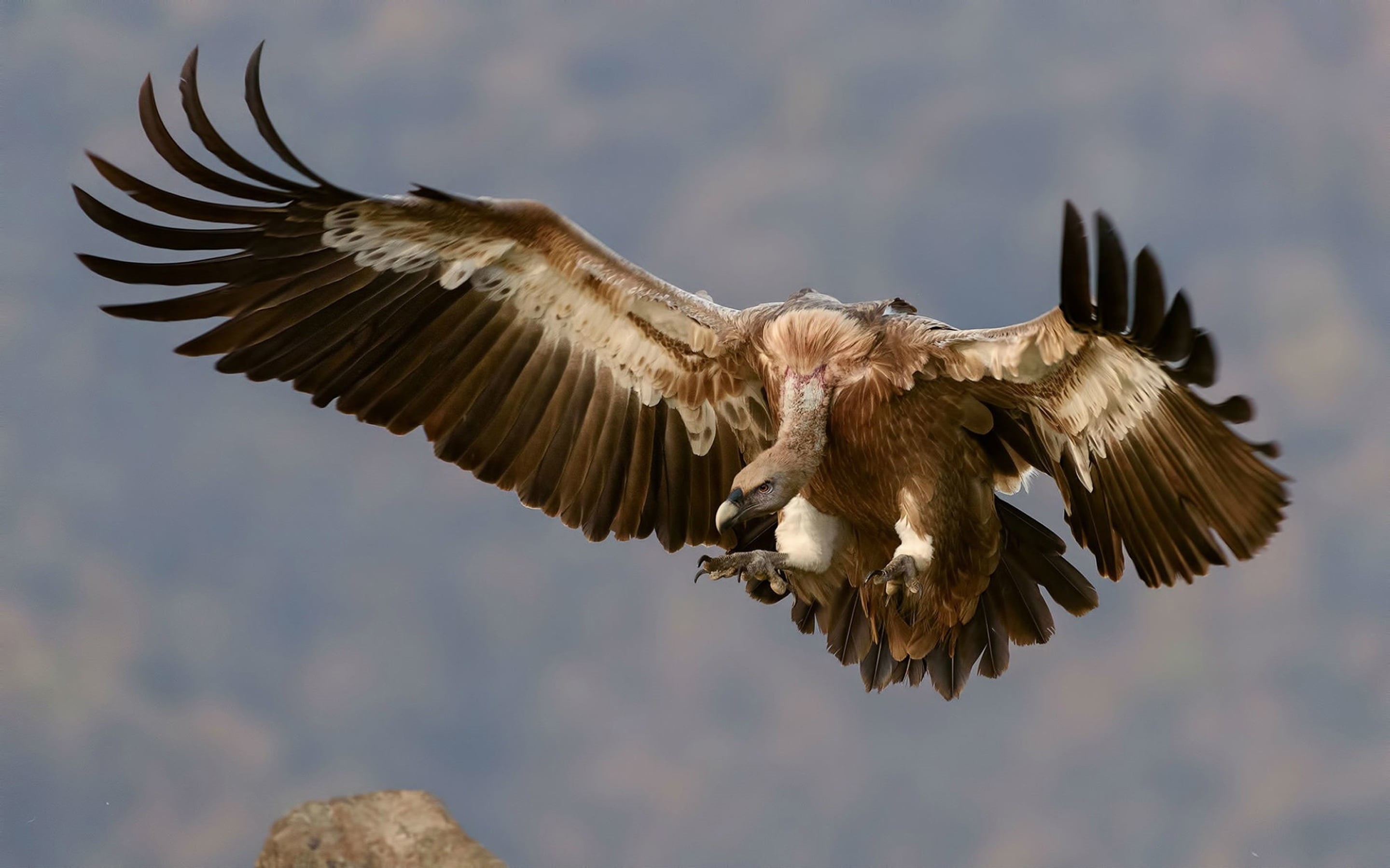 motion, large, flapping, no people, eagle - bird, one animal, accipitridae, eagle, mid-air, family, outdoors, old, animal themes, flying, fulvus, animal wildlife, HD Wallpaper