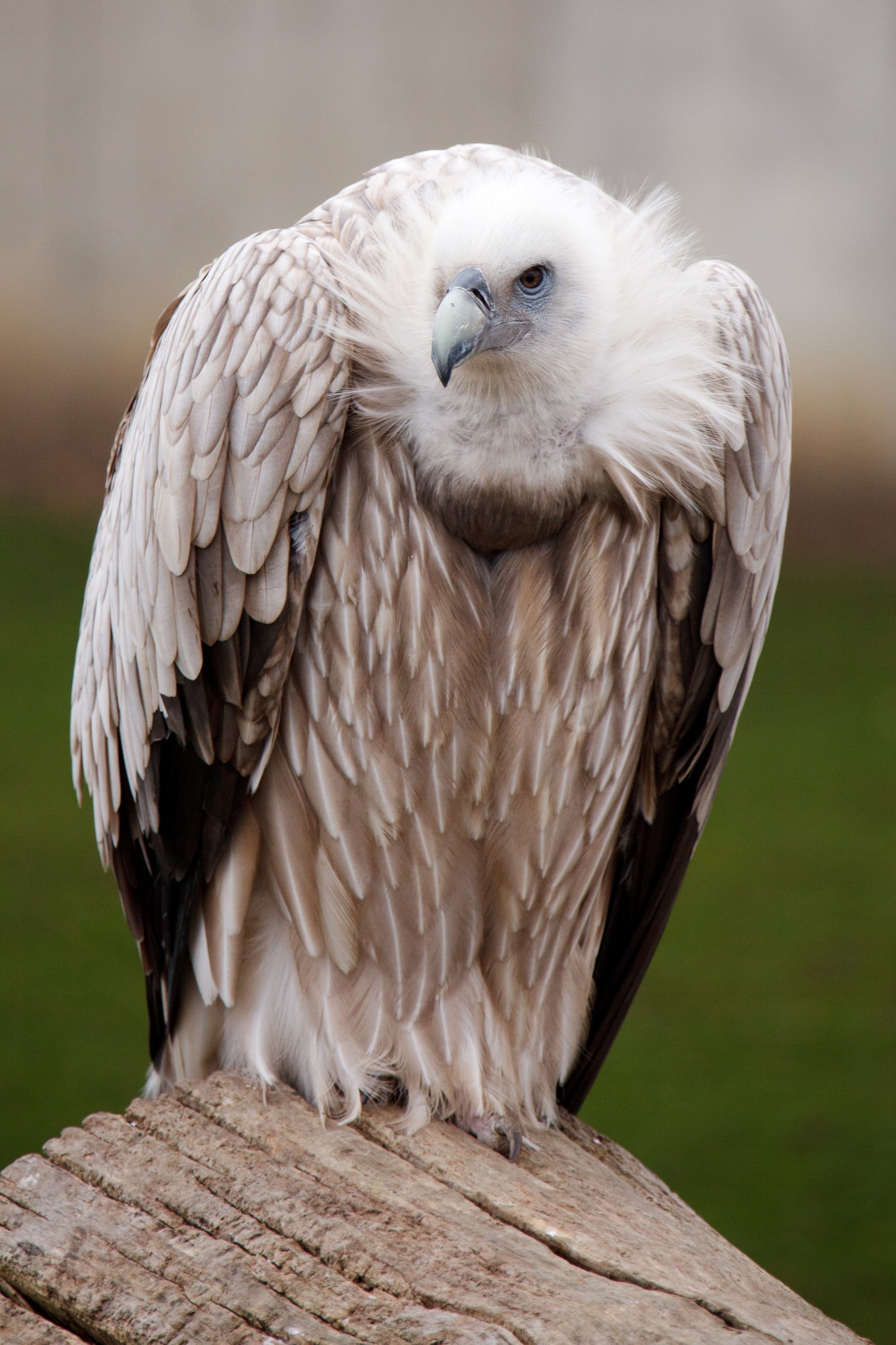 eye, looking at camera, vertebrate, scavenger, portrait, 2K, perching, close-up, beak, brown, feather, head, animals in the wild, feathers, animal, day, Phone HD Wallpaper