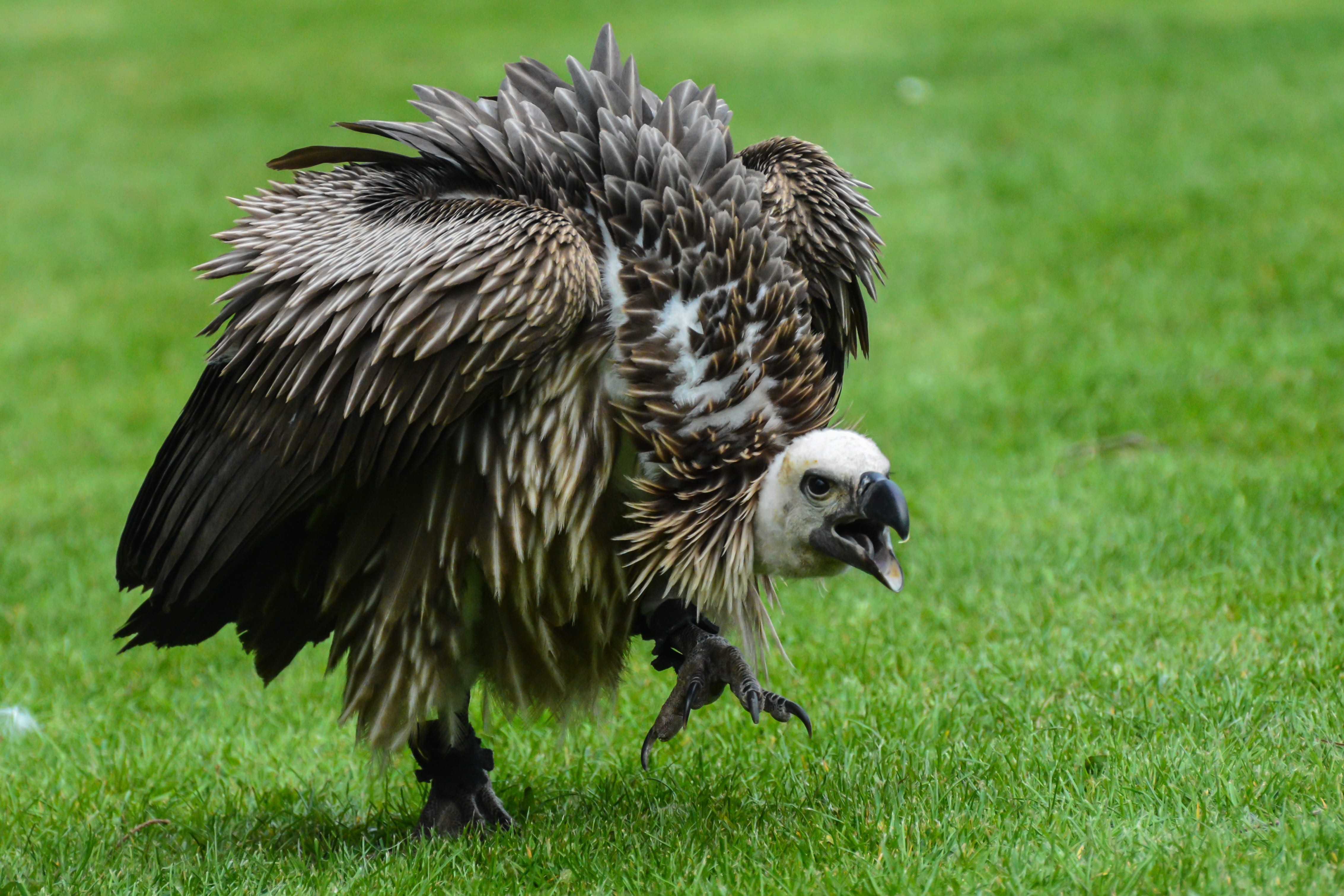 animal themes, african, animal family, outdoors, grass, land, plumage, prey, day, vertebrate, beak, wing, no people, plant, focus, selective, predator, HD Wallpaper