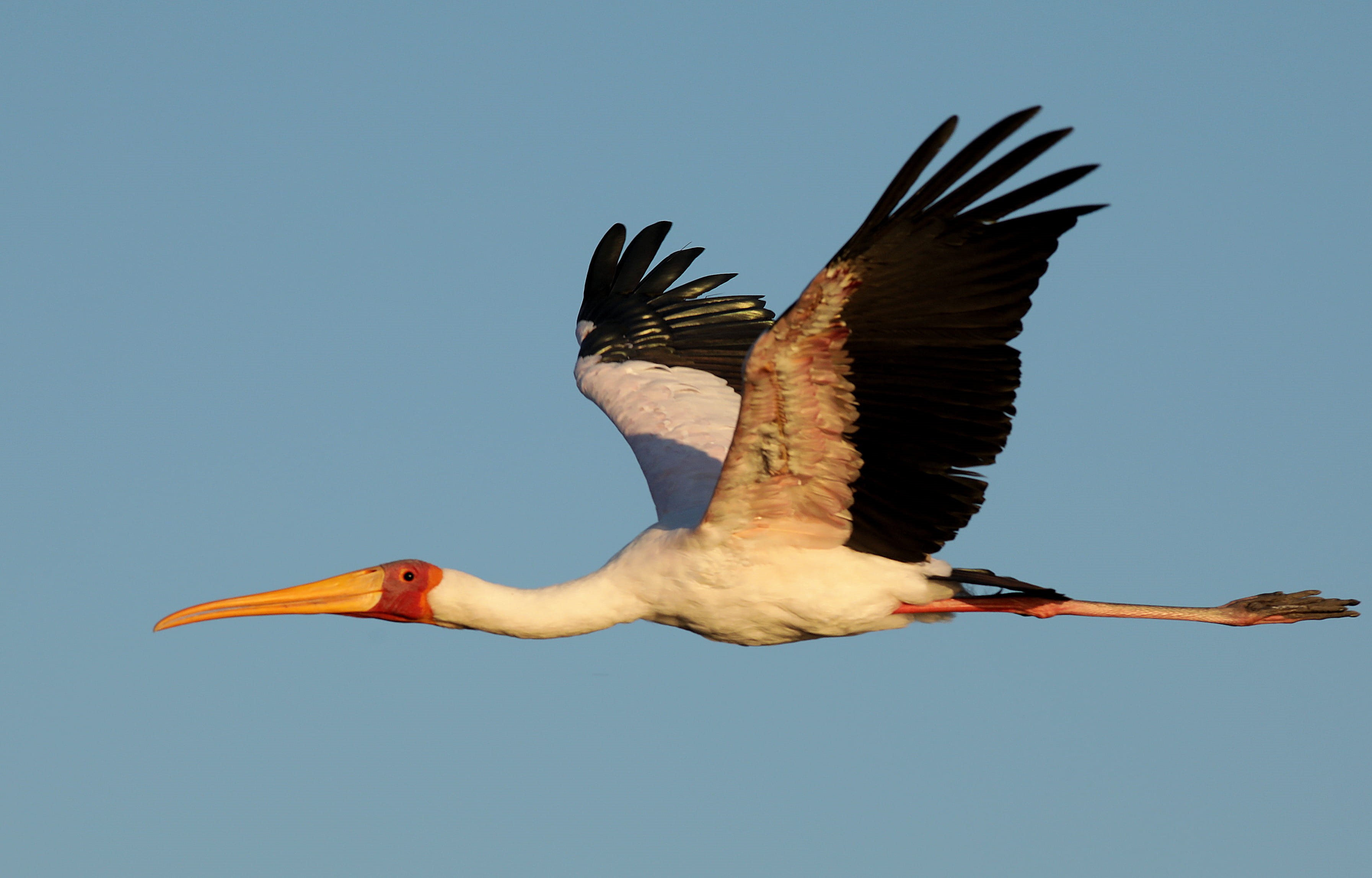 beak, wild, waterfowl, low angle view, nature, heron, black, clear sky, vulture, sky, wild life, white, wild bird, yellow billed stork, spread wings, birds in flight, HD Wallpaper