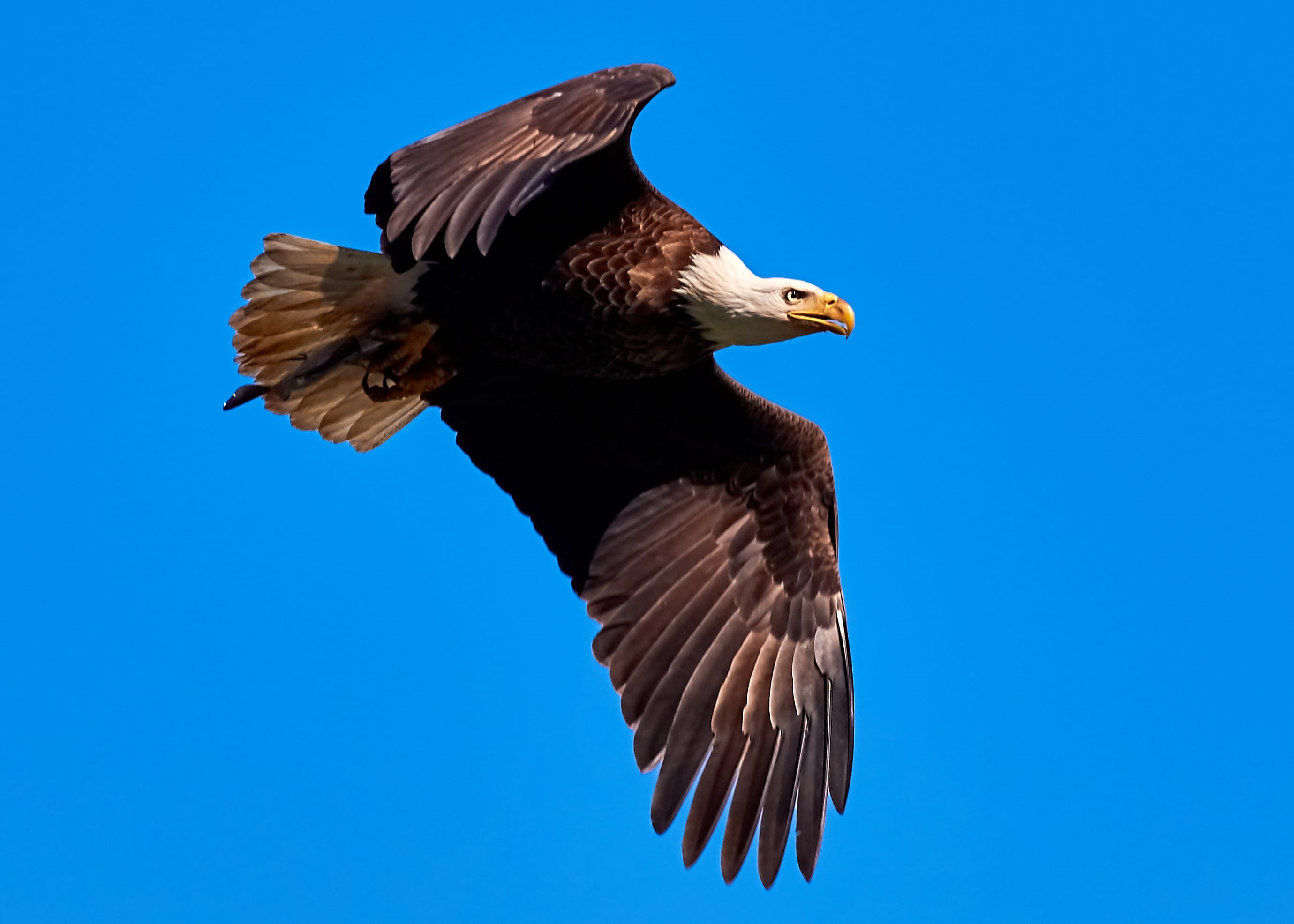 prey bird, blue, 2514 shures landing rd, animal, no people, fish, vulture, animal wildlife, spread wings, air, wing, clear sky, united states, daytime, HD Wallpaper