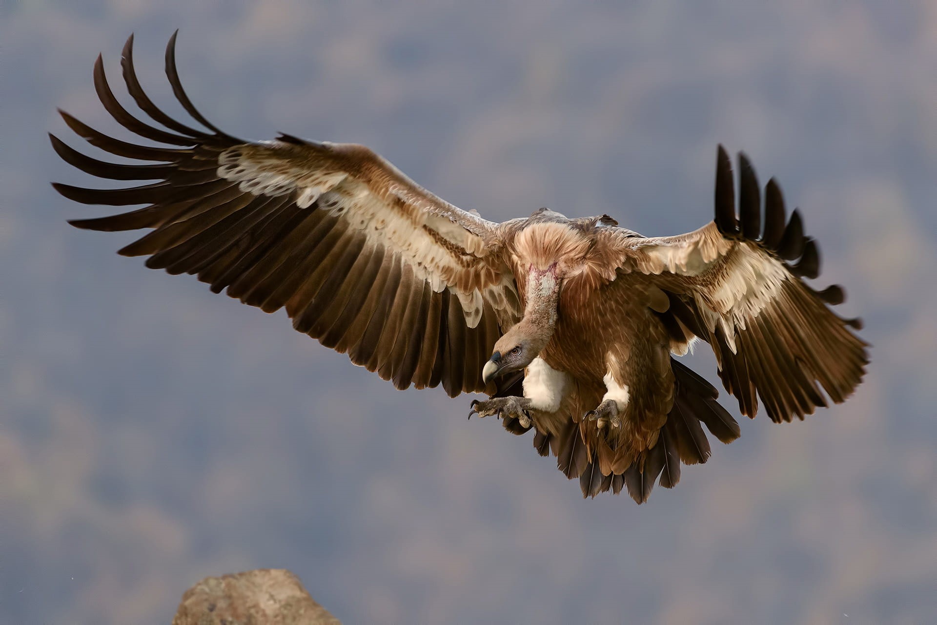 eagle, animal body part, animal wing, sea, daytime, brown, animal themes, bird of prey, focus on foreground, motion, sky, flying, bald eagle, sport, flapping, HD Wallpaper