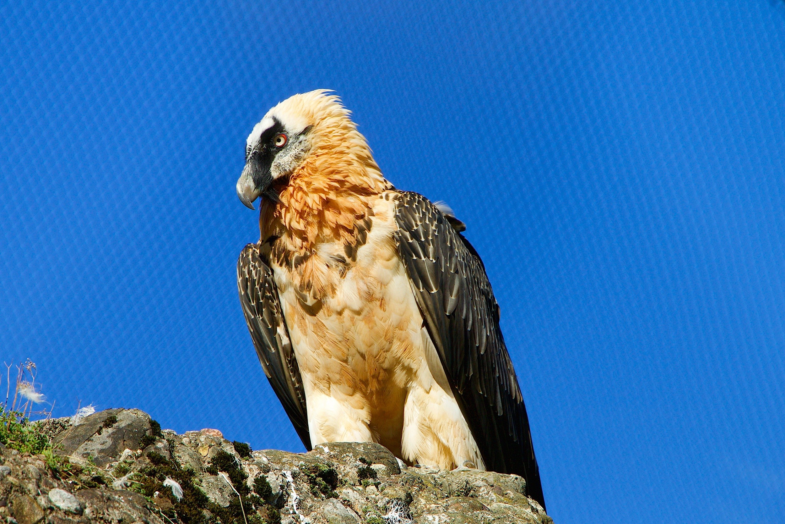 animals in the wild, sunlight, animal, clear sky, bearded vulture, 1080P, animal wildlife, bird, birds, sky, low angle view, blue, perching, looking away, HD Wallpaper