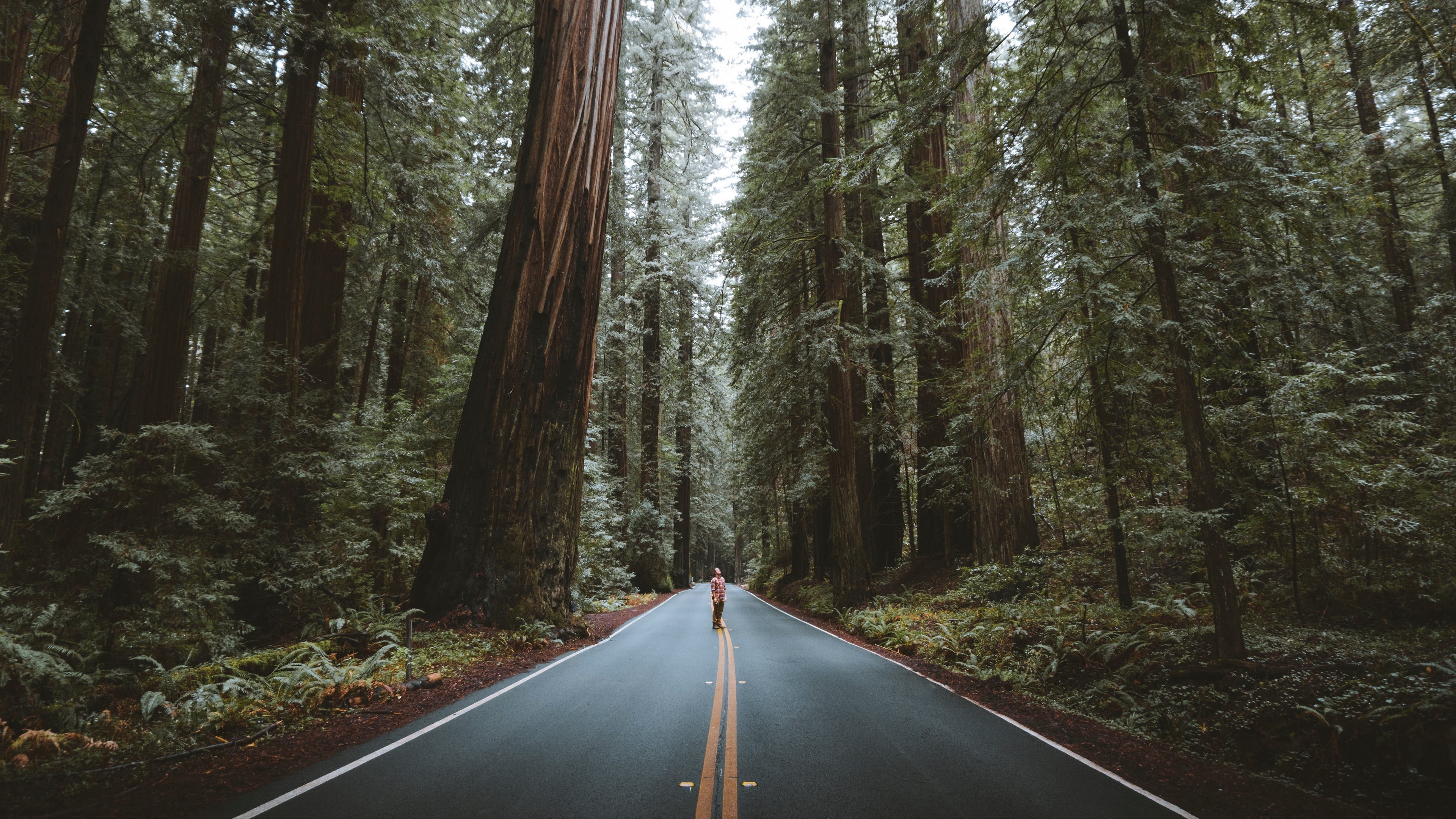 California, nature, road, men, 4k uhd background, landscapes, street, asphalt, trees, 4K, USA, " Redwood City", forest, man looking up, man, tree height, HD Wallpaper