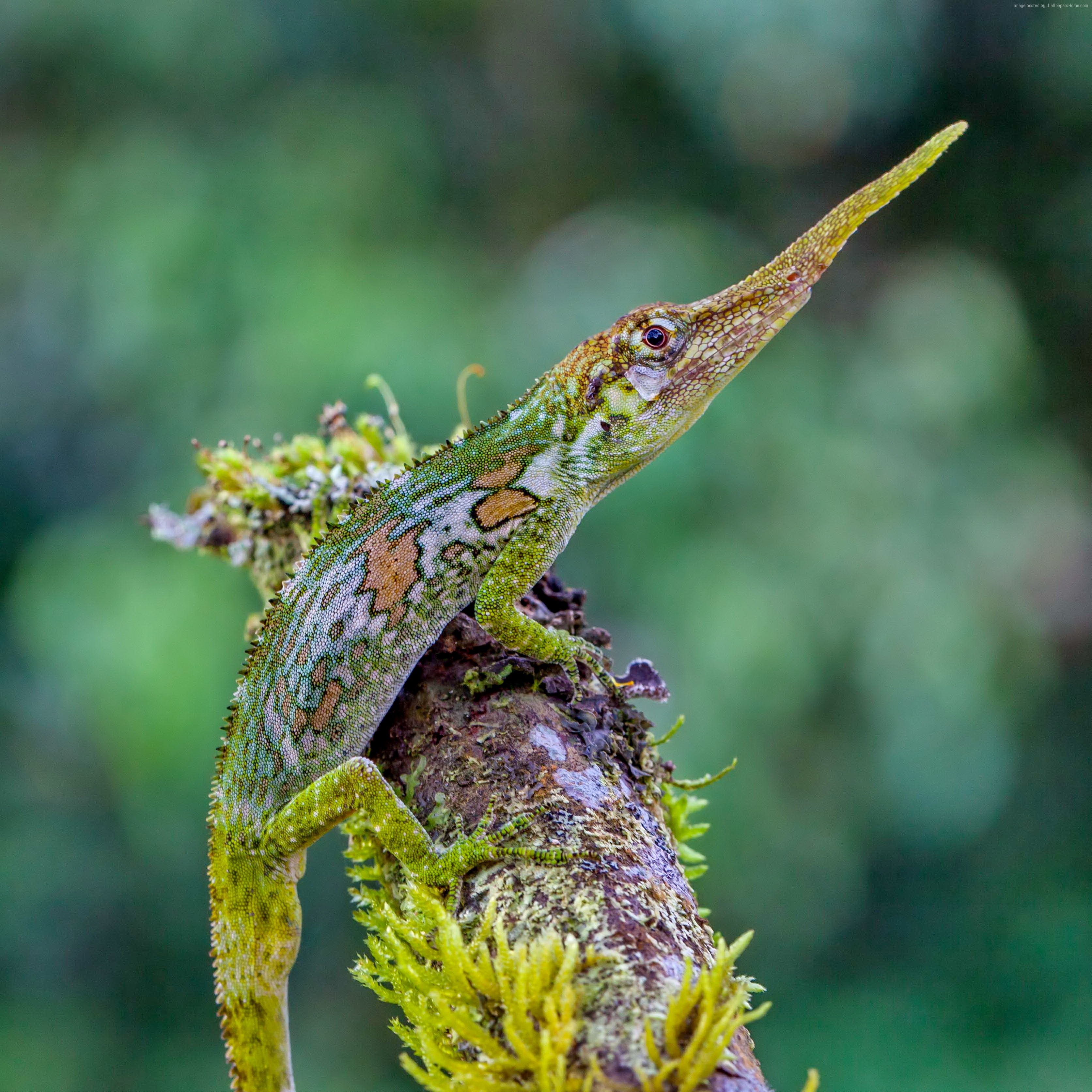 Pinocchio lizard, Ecuador, tourism, reptiles, animal, green, 2K, nature, Phone HD Wallpaper