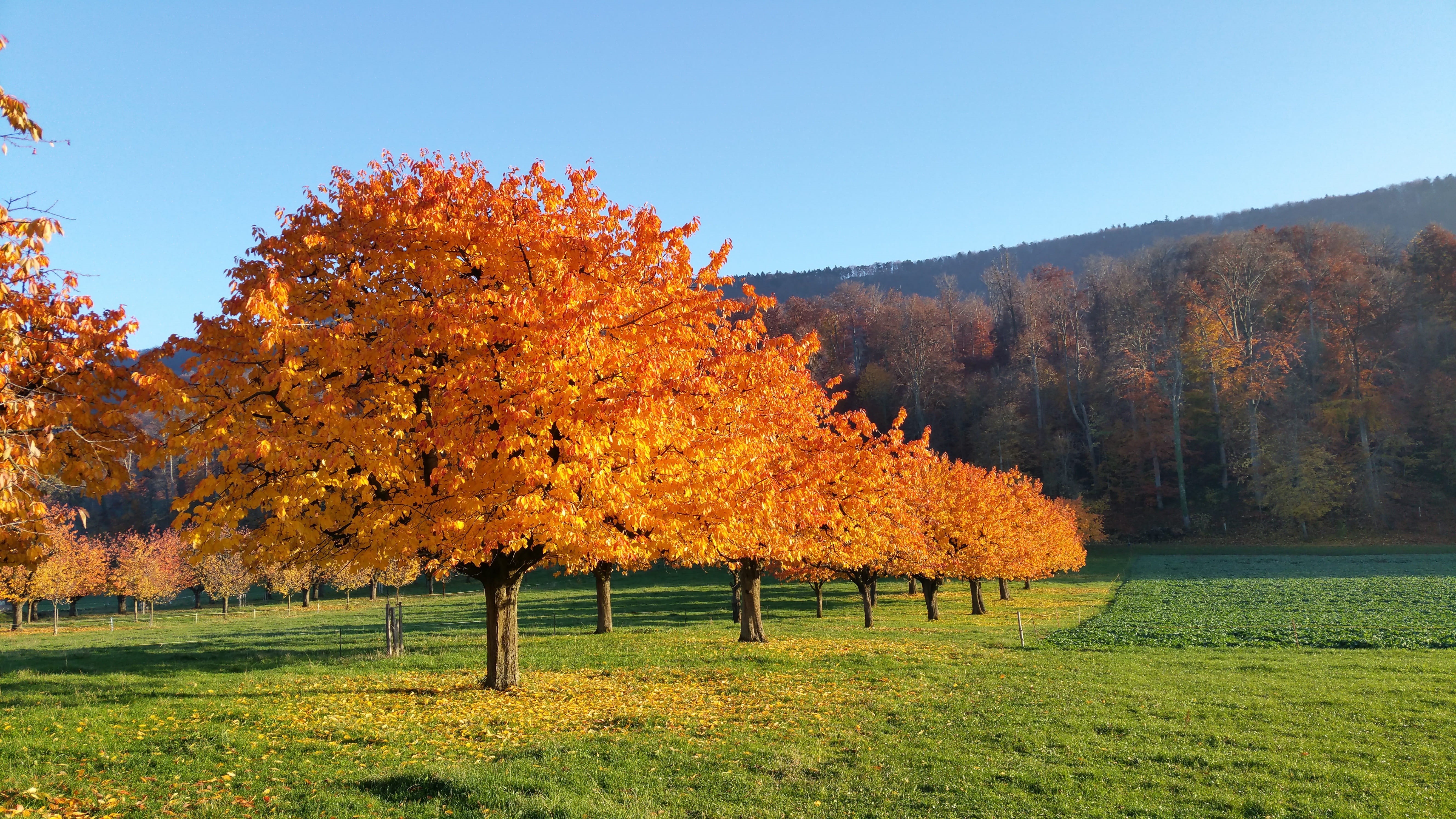 forest, nature, field, 5K, trees, growth, mood, change, no people, orange color, autumn, environment, tree, grass, scenics - nature, landscape, landschaft, HD Wallpaper