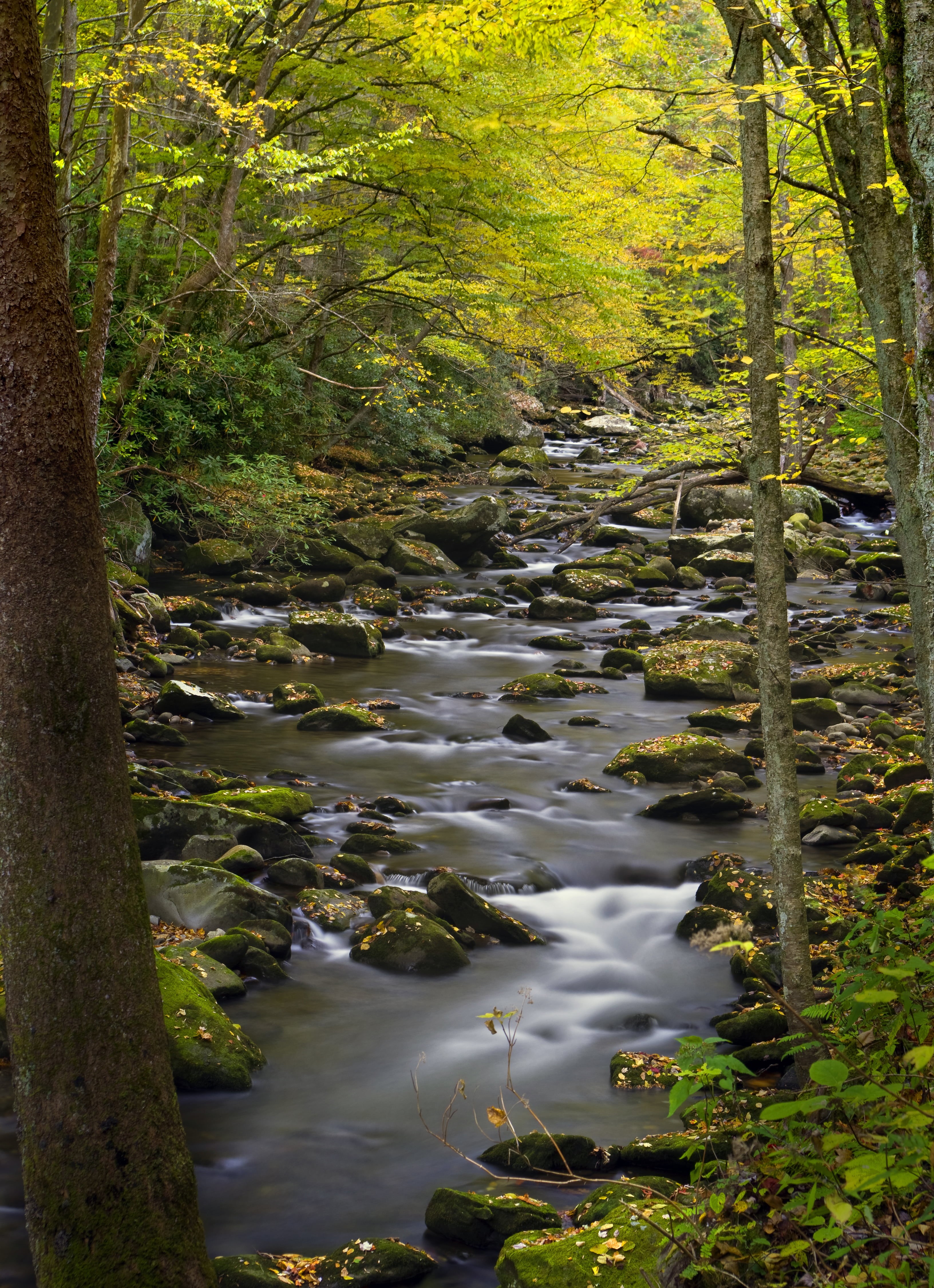 ते, tall, Great Smoky Mountains  National Park, Nature, Color, Herbst, Stream, 4K, forest, Little River, water, daytime, body, tree, Cor, Leaves, K-01, Phone HD Wallpaper