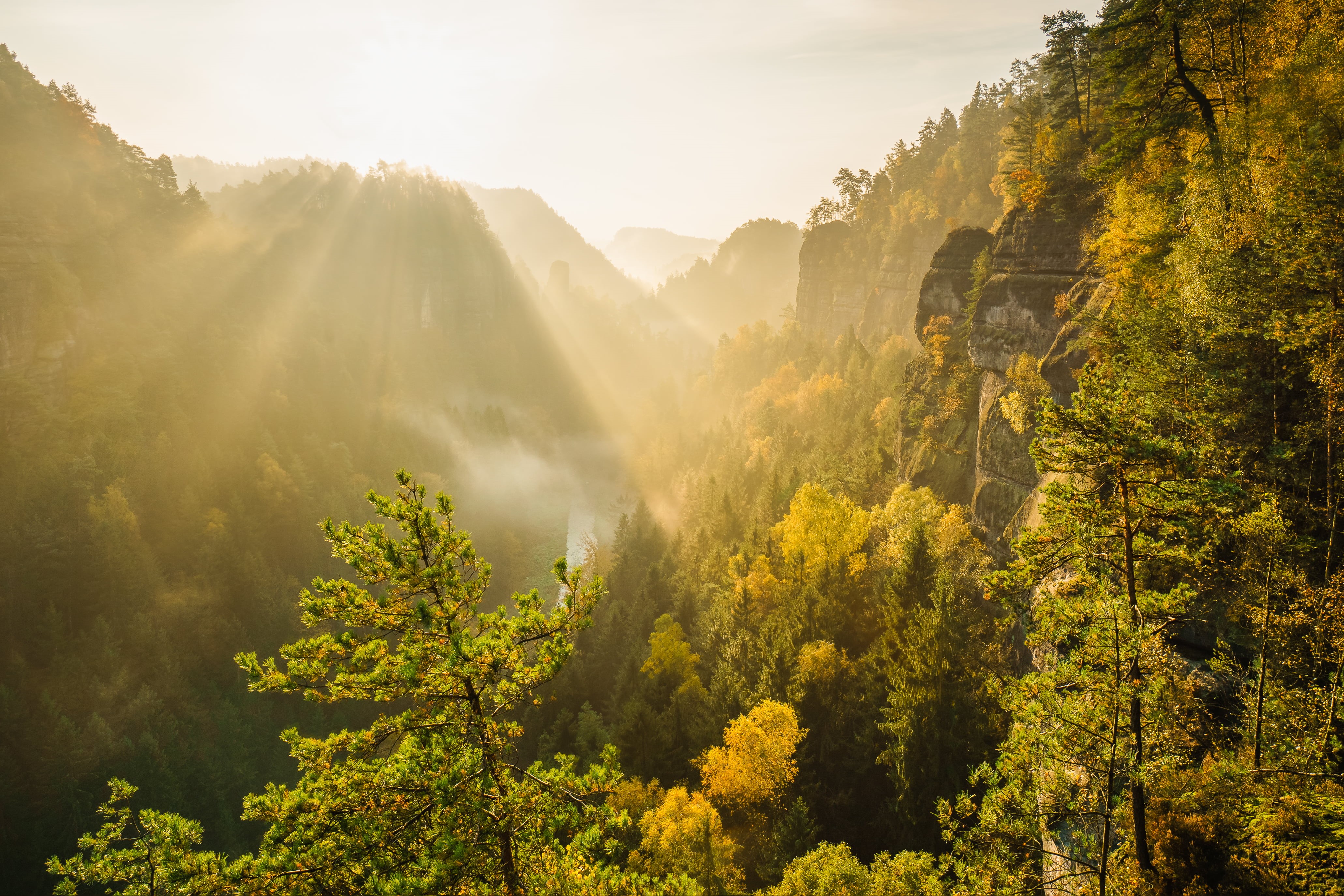 beauty In Nature, Germany, outdoors, autumn, Elbsandsteingebirge, Nebel, Fog, tree, surrounded, green, green forest, Sächsische-Schweiz, Landscape, Herbst, HD Wallpaper