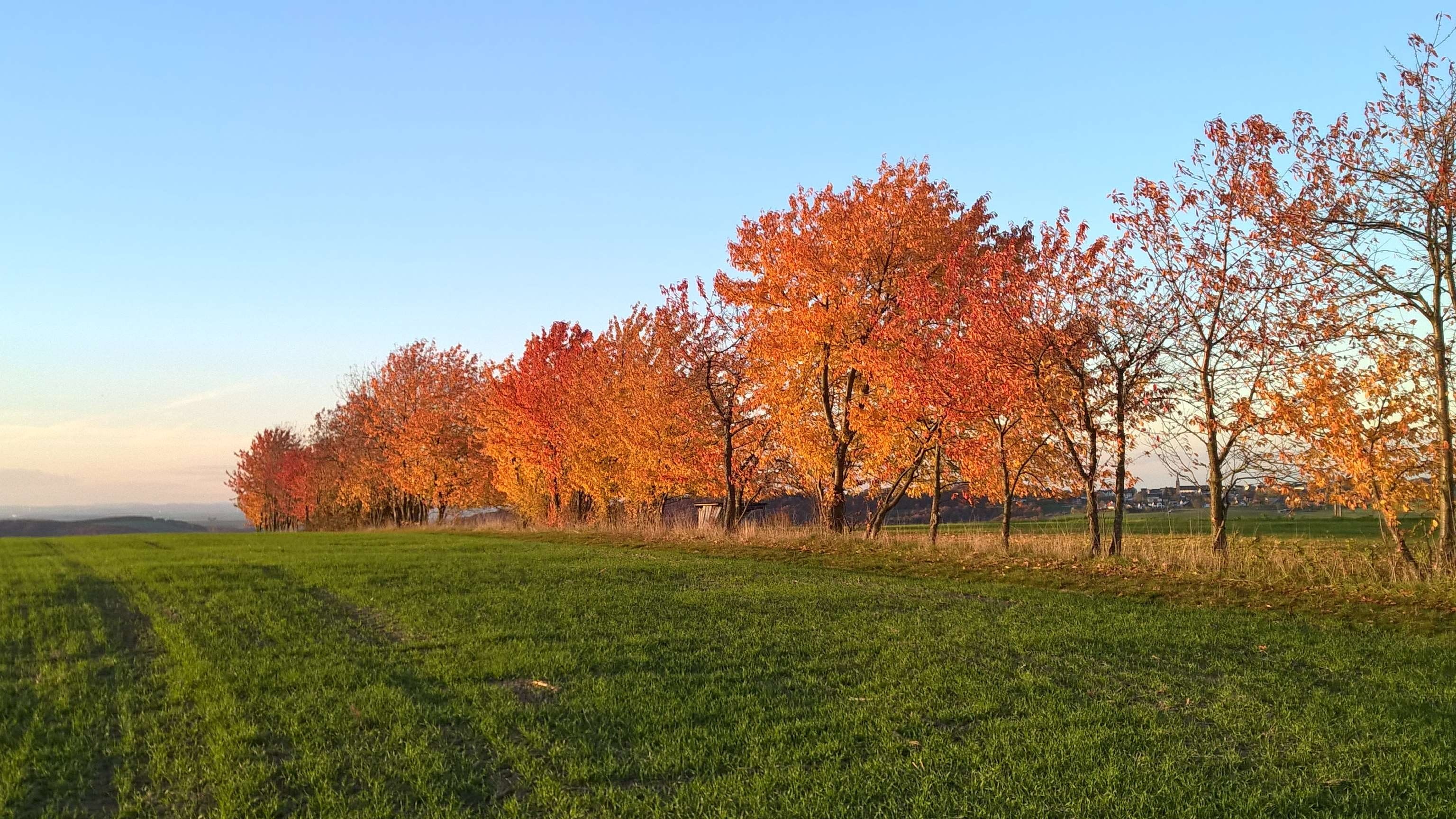 field, land, environment, tree, orange color, no people, growth, beauty in nature, tranquility, grass, herbst, autumn, tranquil scene, idyllic, landscape, HD Wallpaper