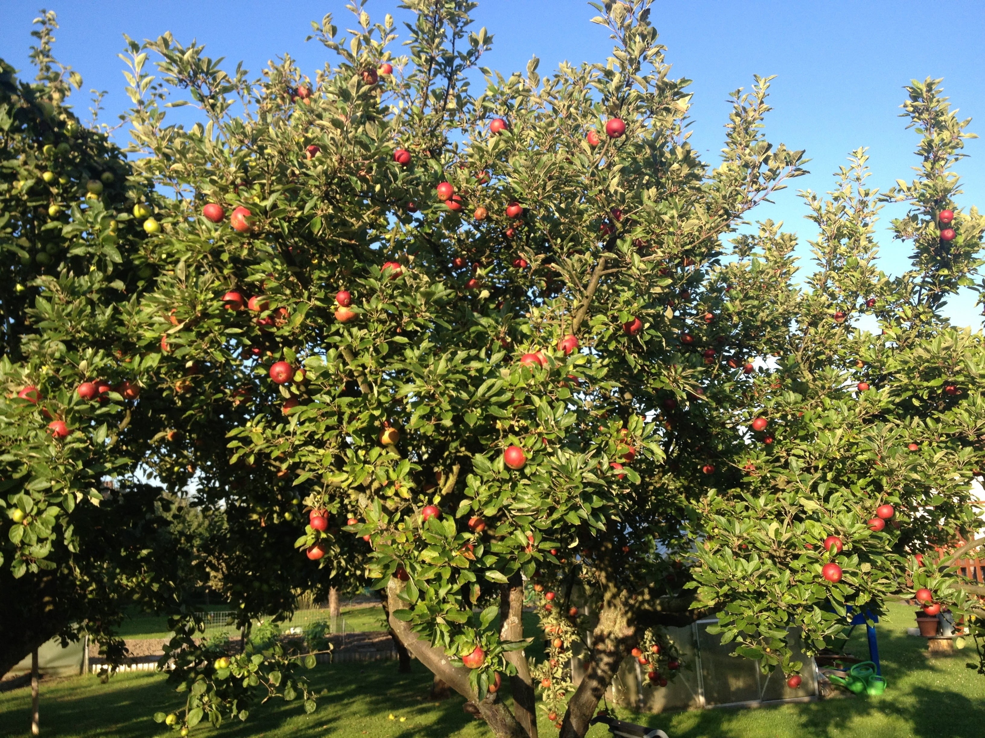 october, outdoors, green color, plant, day, food, leaf, nature, apple tree, apple, flowering plant, 2K, red, tree, garden, no people, agriculture, growth, HD Wallpaper
