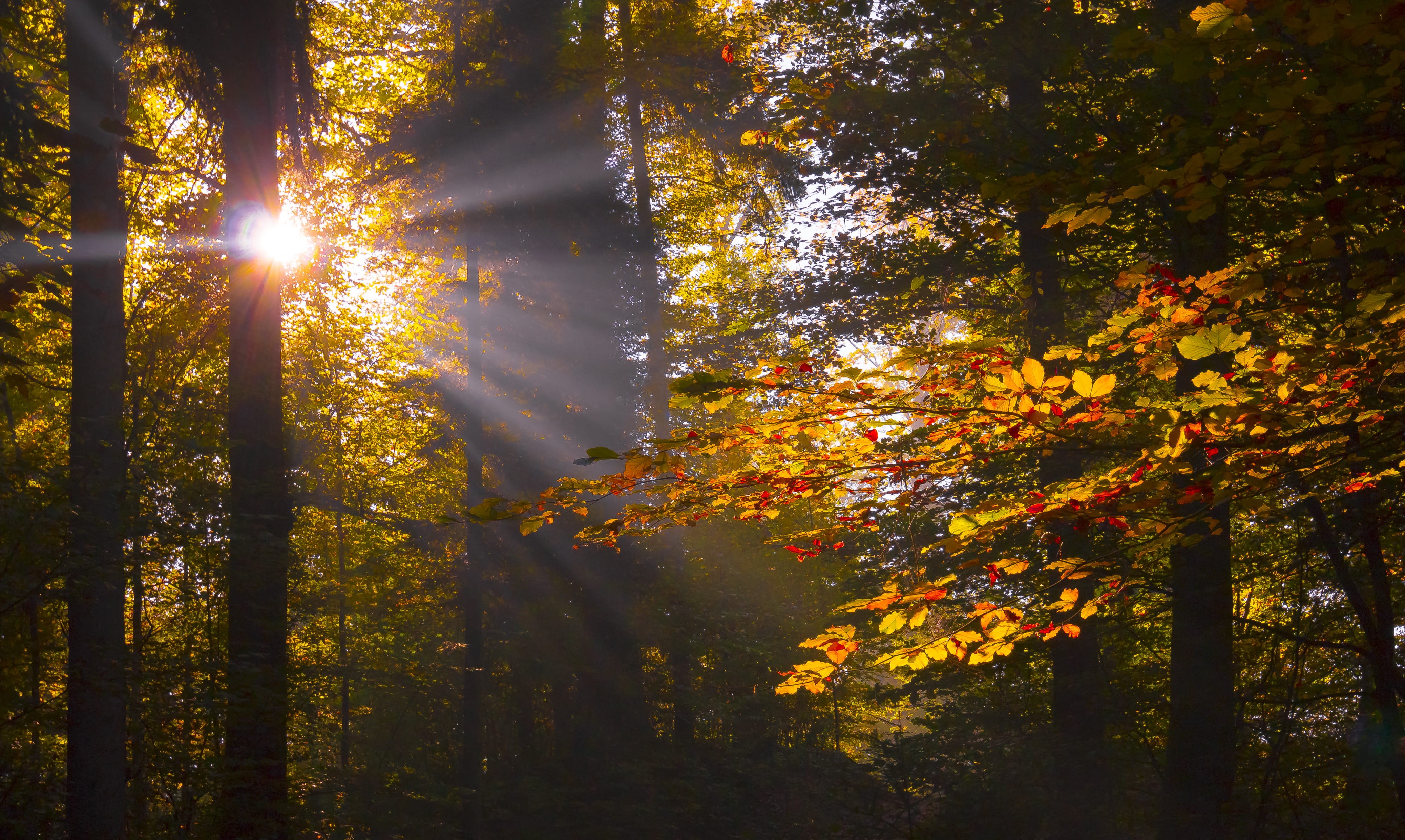 nature, tranquility, golden, goldig, wald, backlight, growth, tree, foliage, laub, streaming, autumn, 4K, hintergrund, rietlistrasse, tree trunk, background, HD Wallpaper