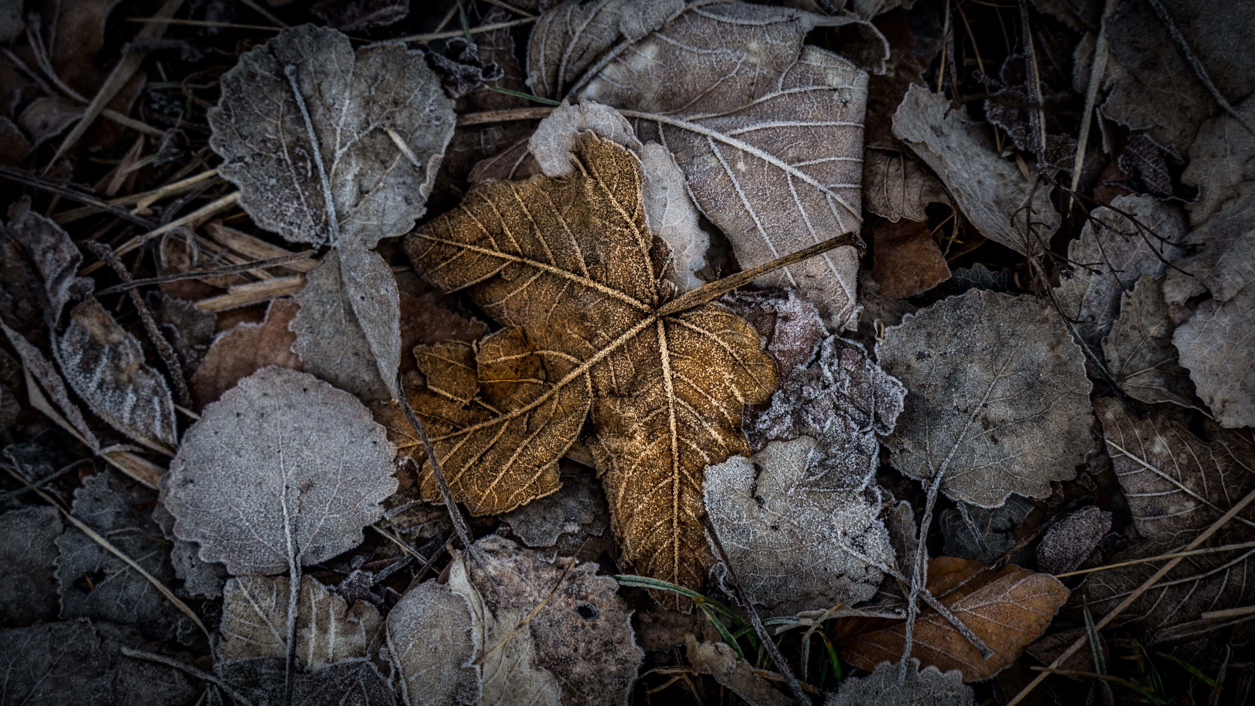 leaves, natur, close-up, full frame, brown, falling, nature, leaf vein, plant, blatt, day, ze, ground, dry, photography, natural condition, maple leaf, HD Wallpaper