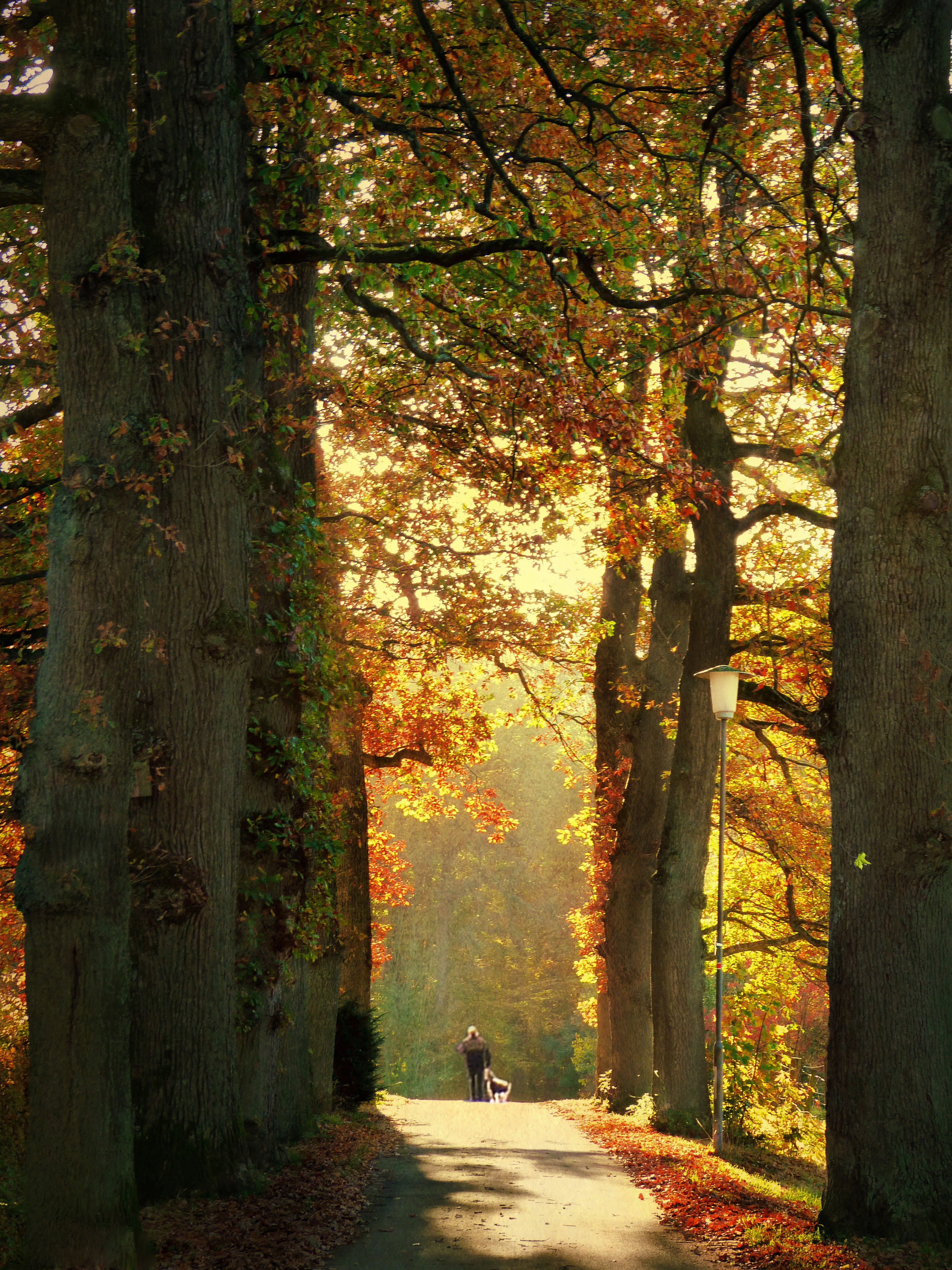 growth, nature, forest, plant, walking, tranquility, change, leisure activity, direction, sonne, beauty in nature, day, trunk, outdoors, herbst, sun, 4K, Phone HD Wallpaper